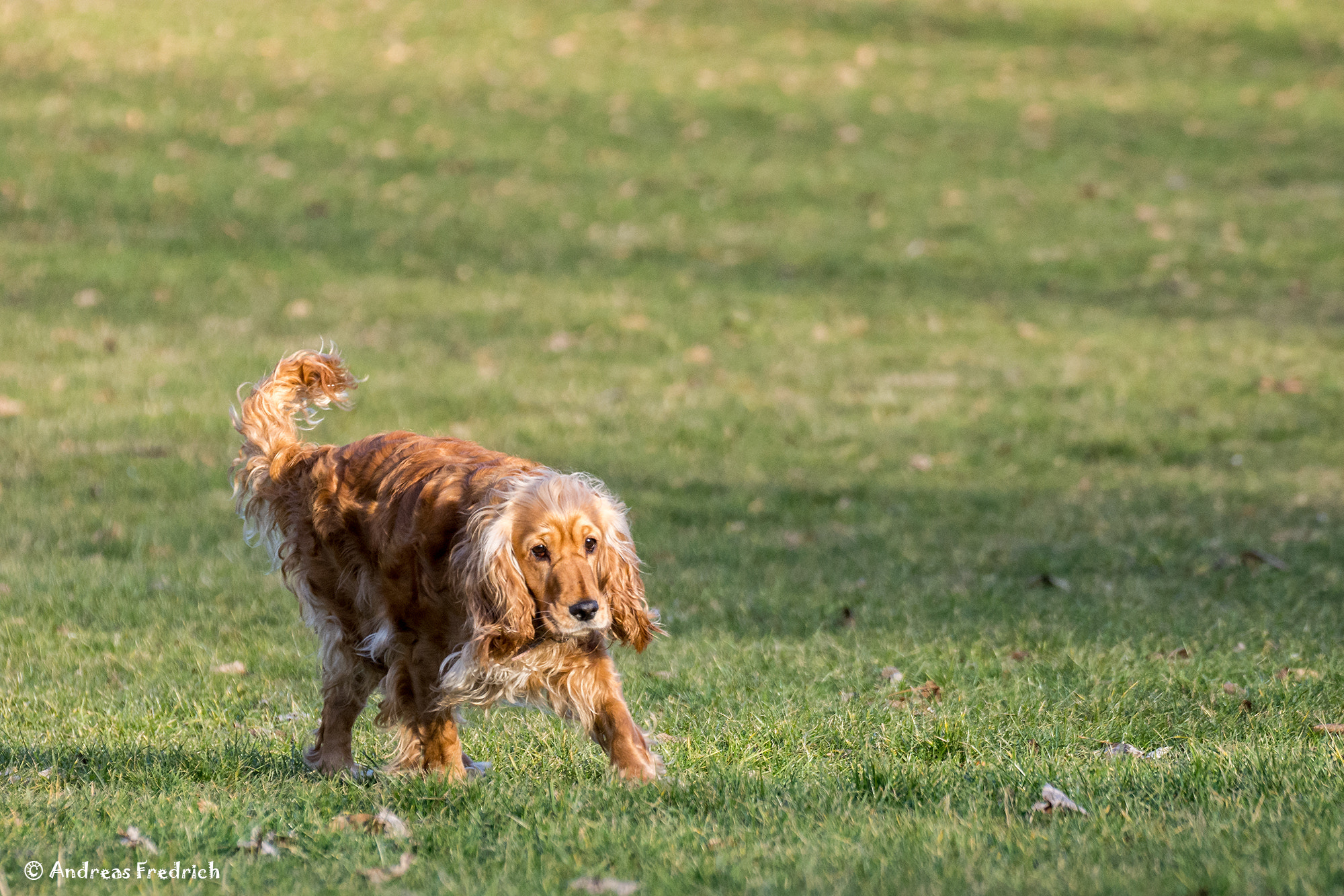 Nikon D7200 sample photo. Running photography