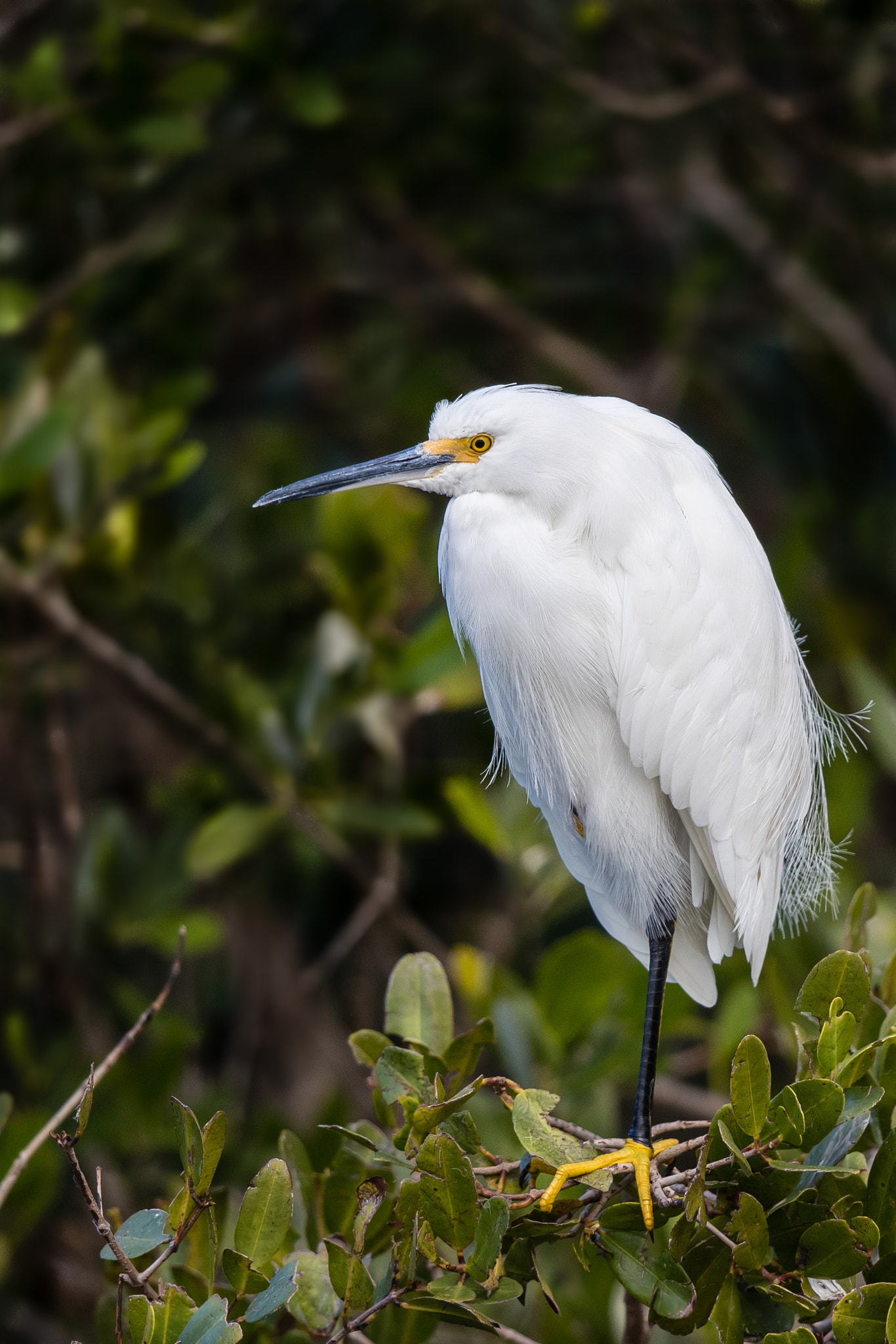 Canon EF 500mm F4L IS II USM sample photo. Snowy egret photography