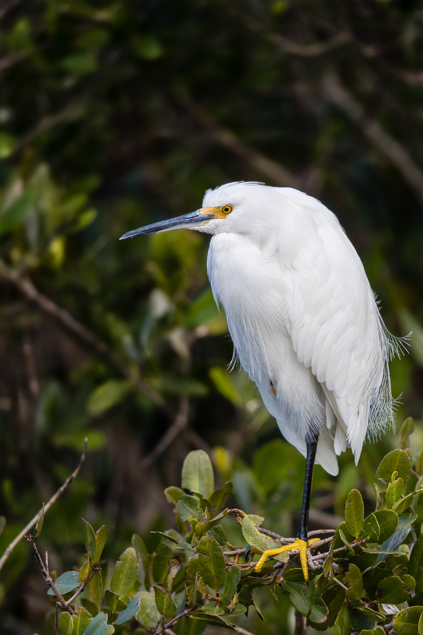 Canon EOS-1D X Mark II sample photo. Snowy egret photography