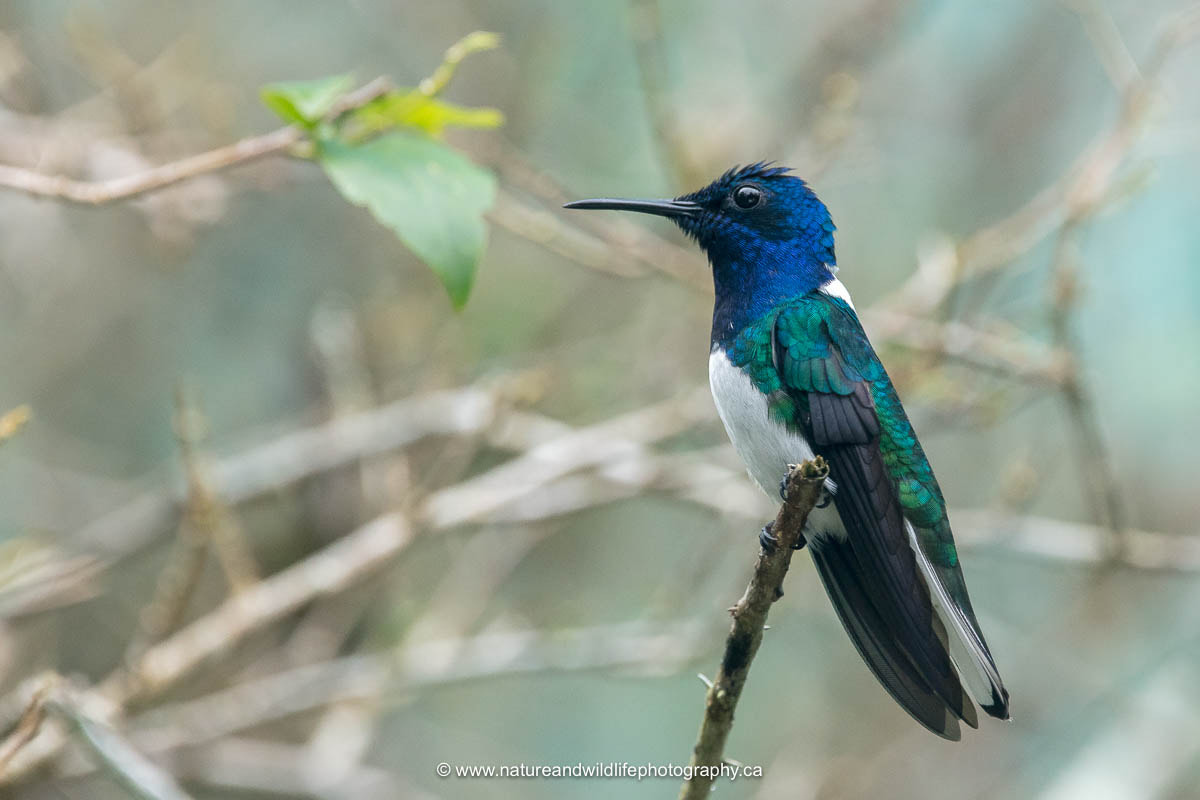 Sigma 150-600mm F5-6.3 DG OS HSM | C sample photo. White-necked jacobin photography