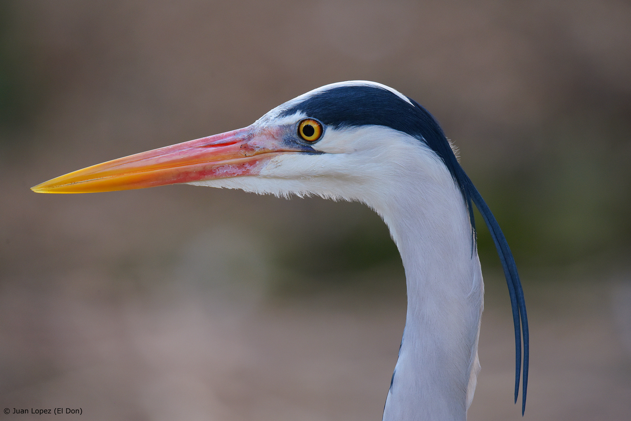 Nikon D810 sample photo. Bird photography