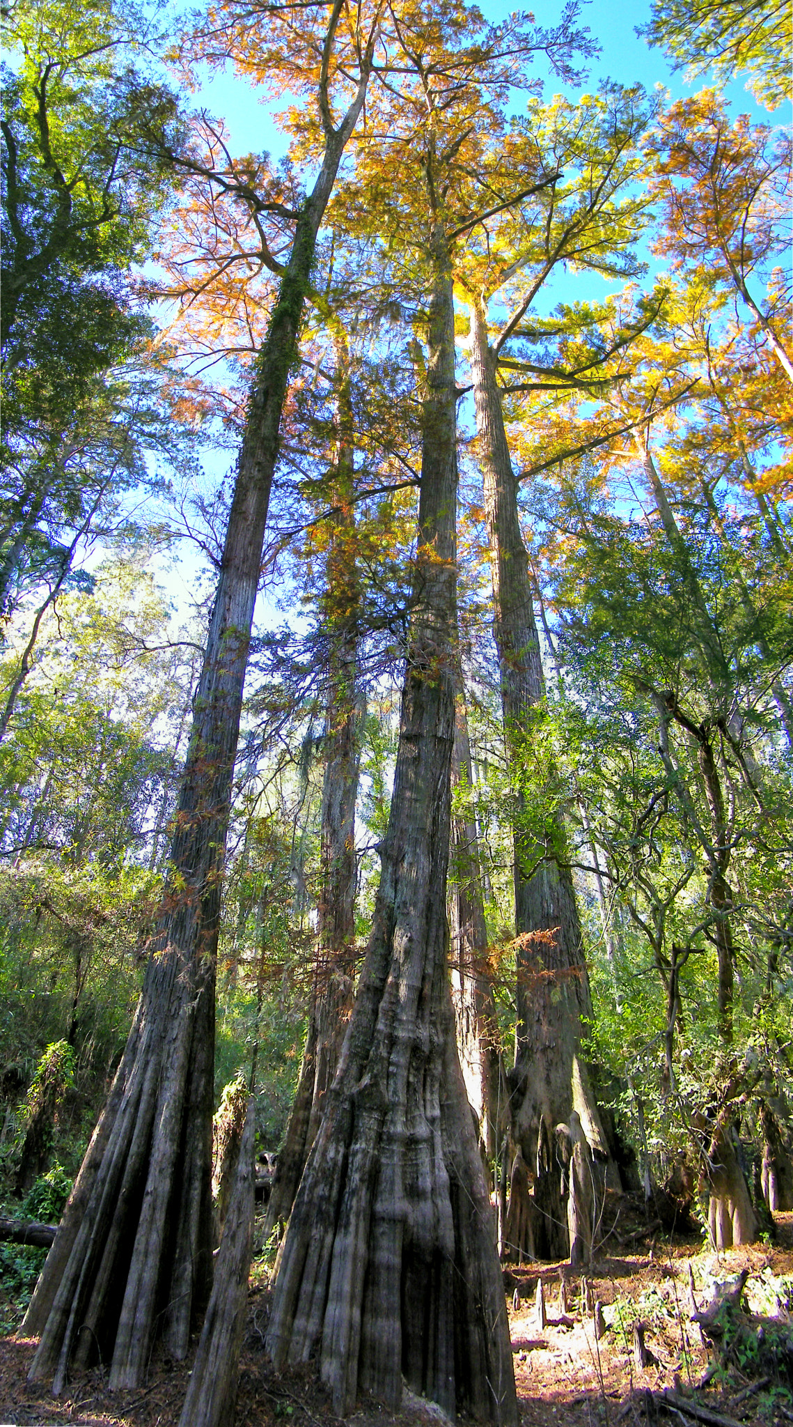 Kodak EASYSHARE Z1015 IS DIGITAL CAMERA sample photo. Big thicket photography