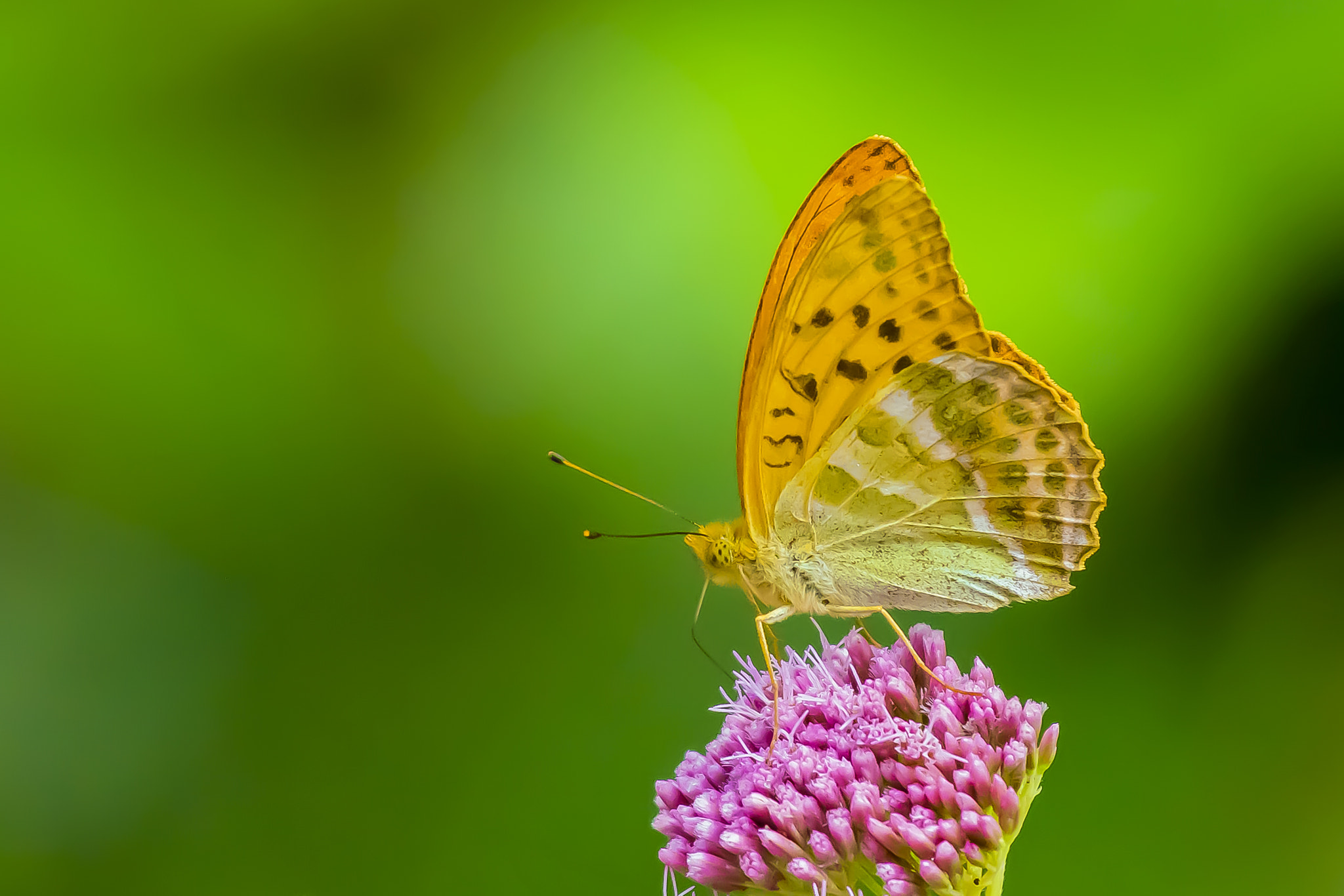 Pentax K-3 sample photo. Butterfly photography