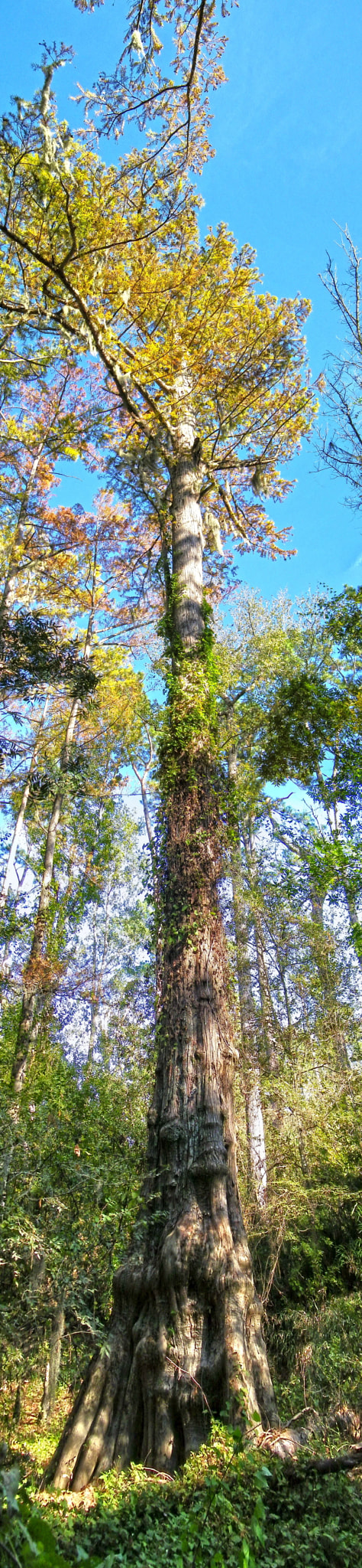 Kodak EASYSHARE Z1015 IS DIGITAL CAMERA sample photo. Big thicket photography