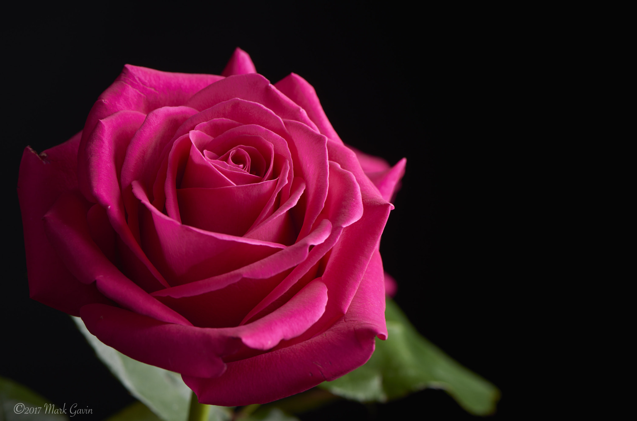 Nikon D800E sample photo. Single pink floyd rose photography