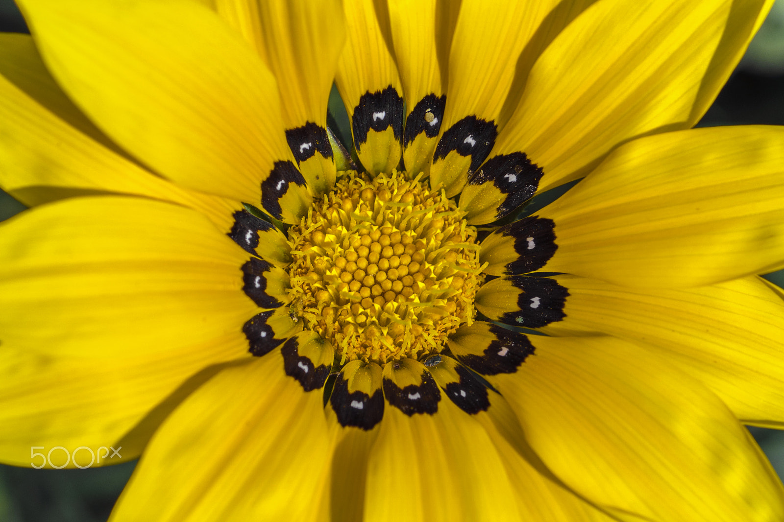 Sony a6500 sample photo. Yellow flower photography