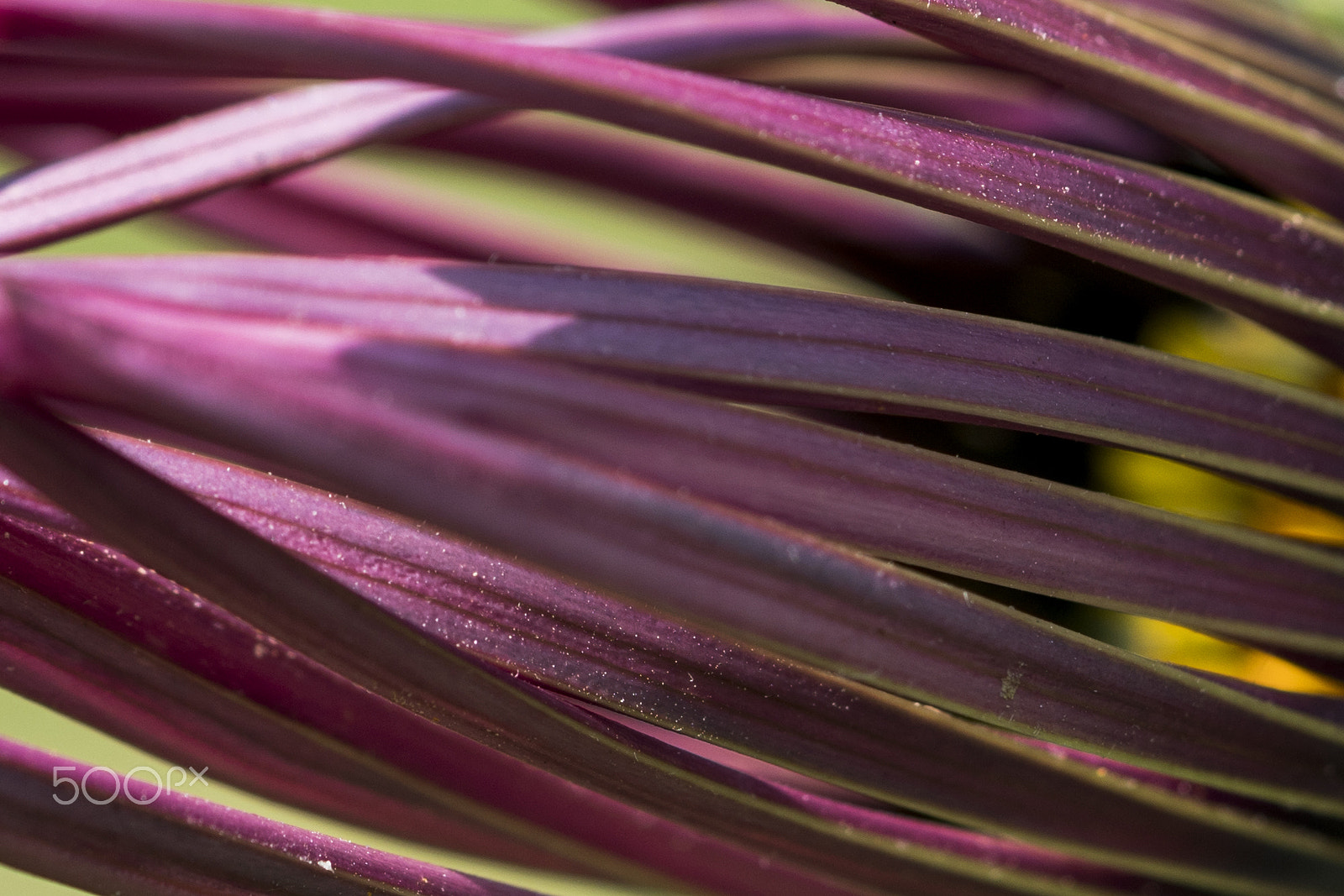 Sony a6500 + Sony FE 90mm F2.8 Macro G OSS sample photo. Purple flower photography