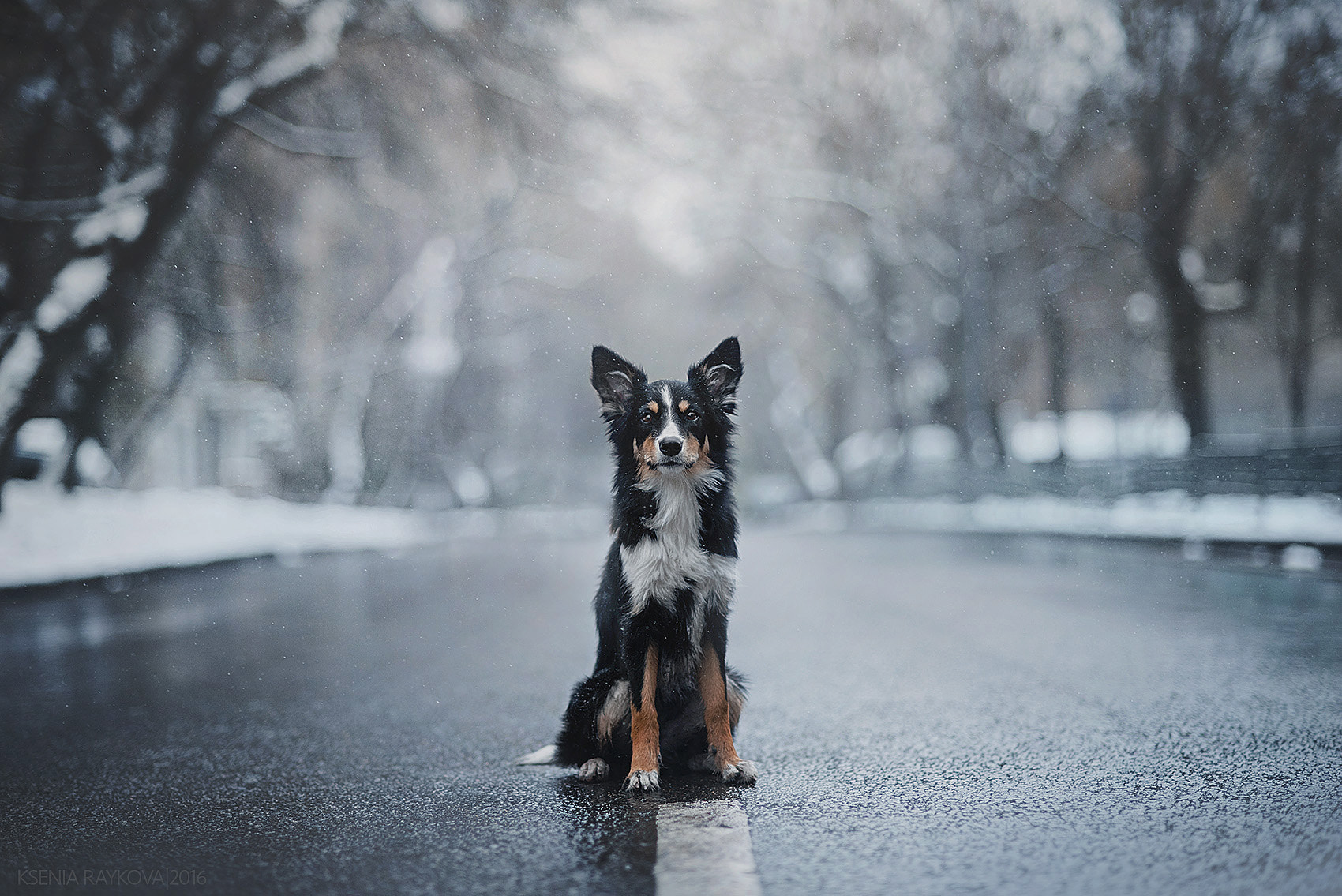 Nikon AF Nikkor 85mm F1.8D sample photo. Fossa in winter photography
