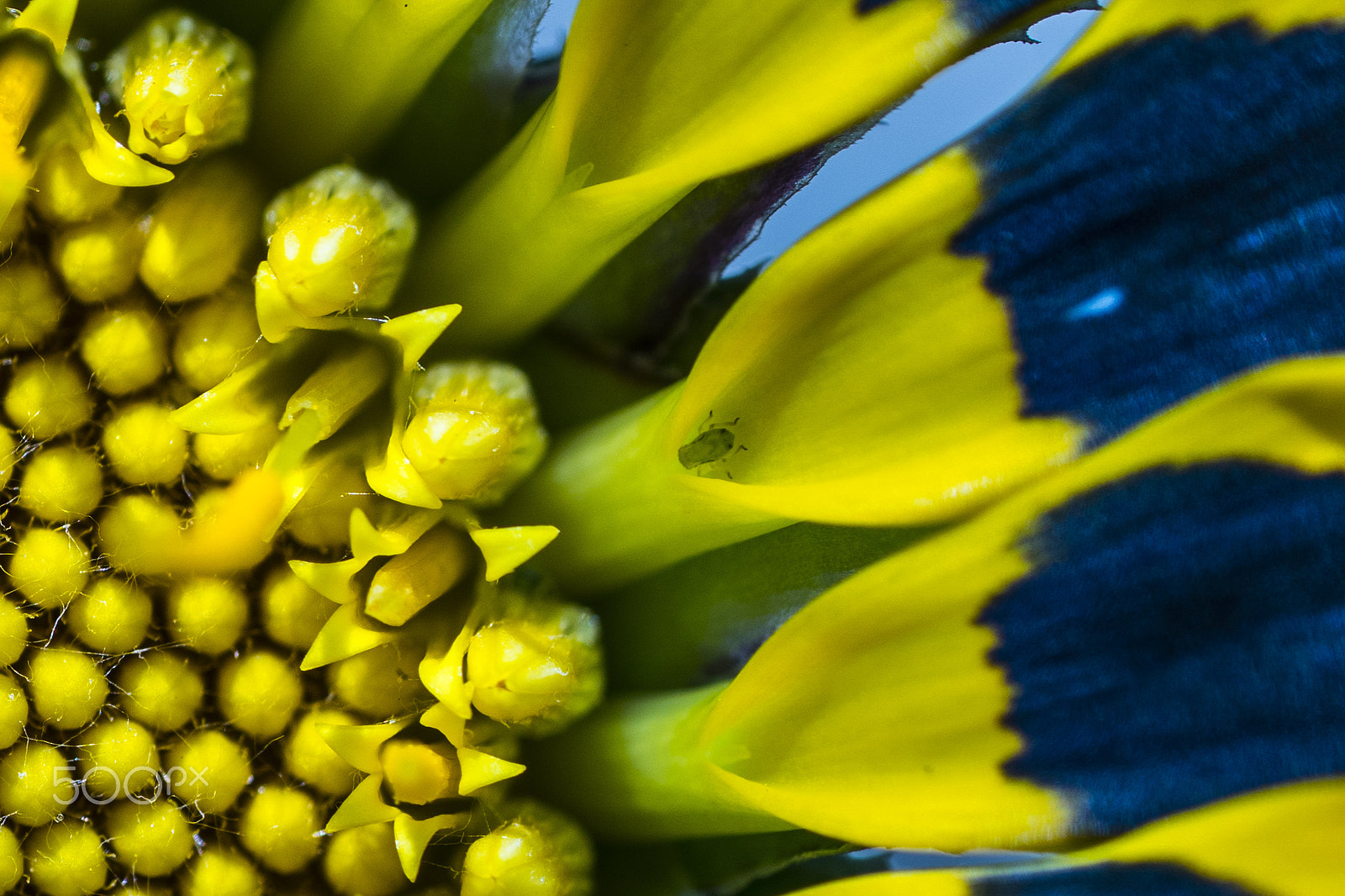 Sony a6500 + Sony FE 90mm F2.8 Macro G OSS sample photo. Bug in petal photography