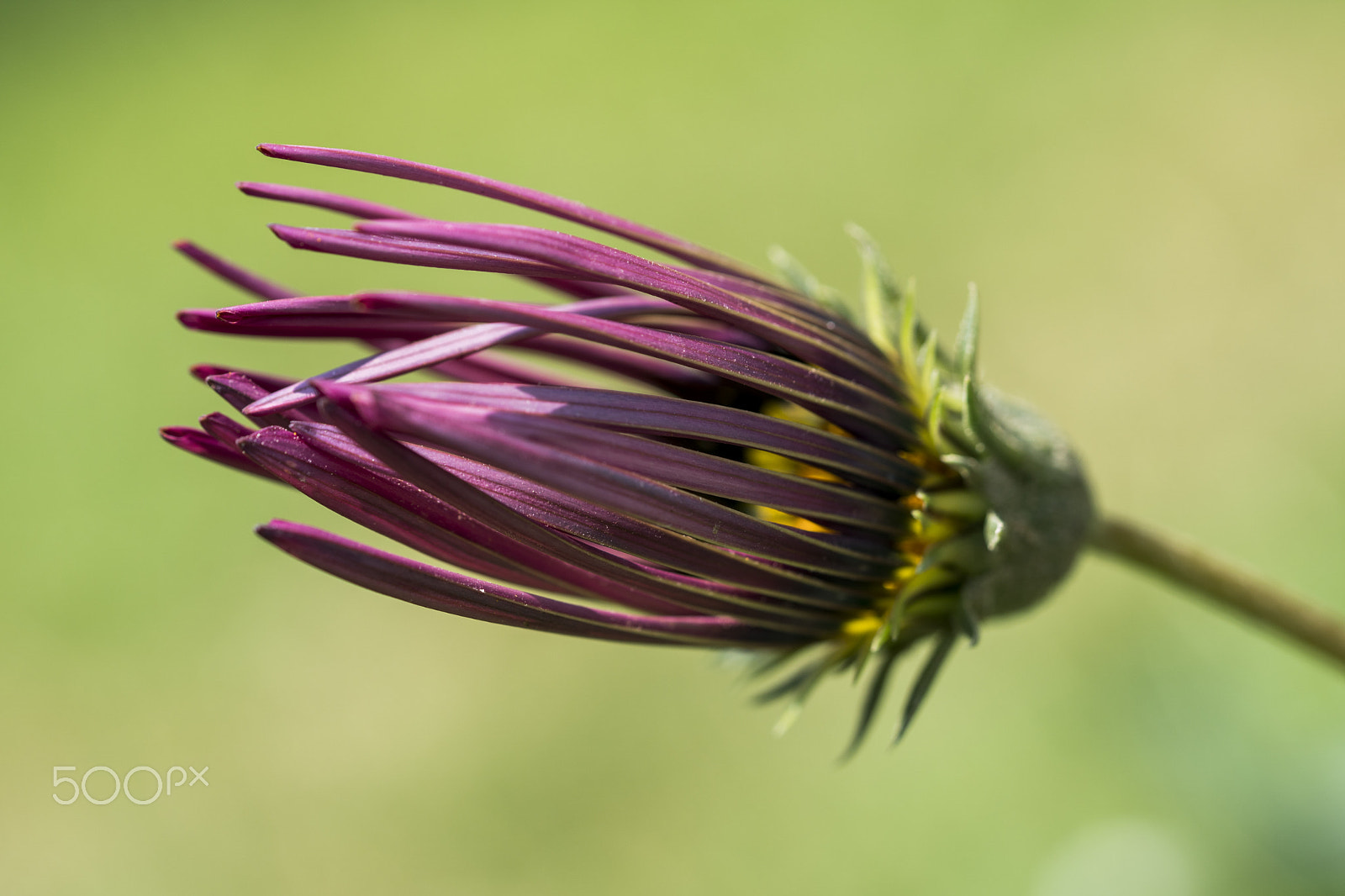 Sony a6500 + Sony FE 90mm F2.8 Macro G OSS sample photo. Purple flower photography