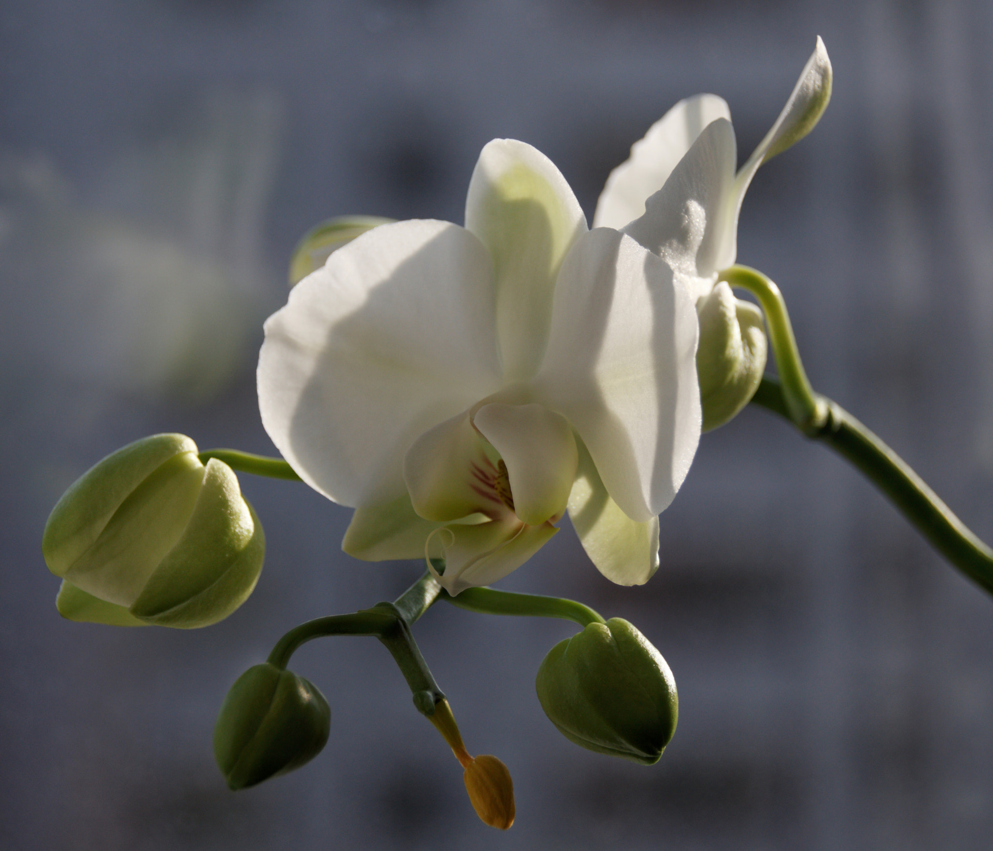 Sigma 18-250mm F3.5-6.3 DC OS HSM sample photo. Orchid photography
