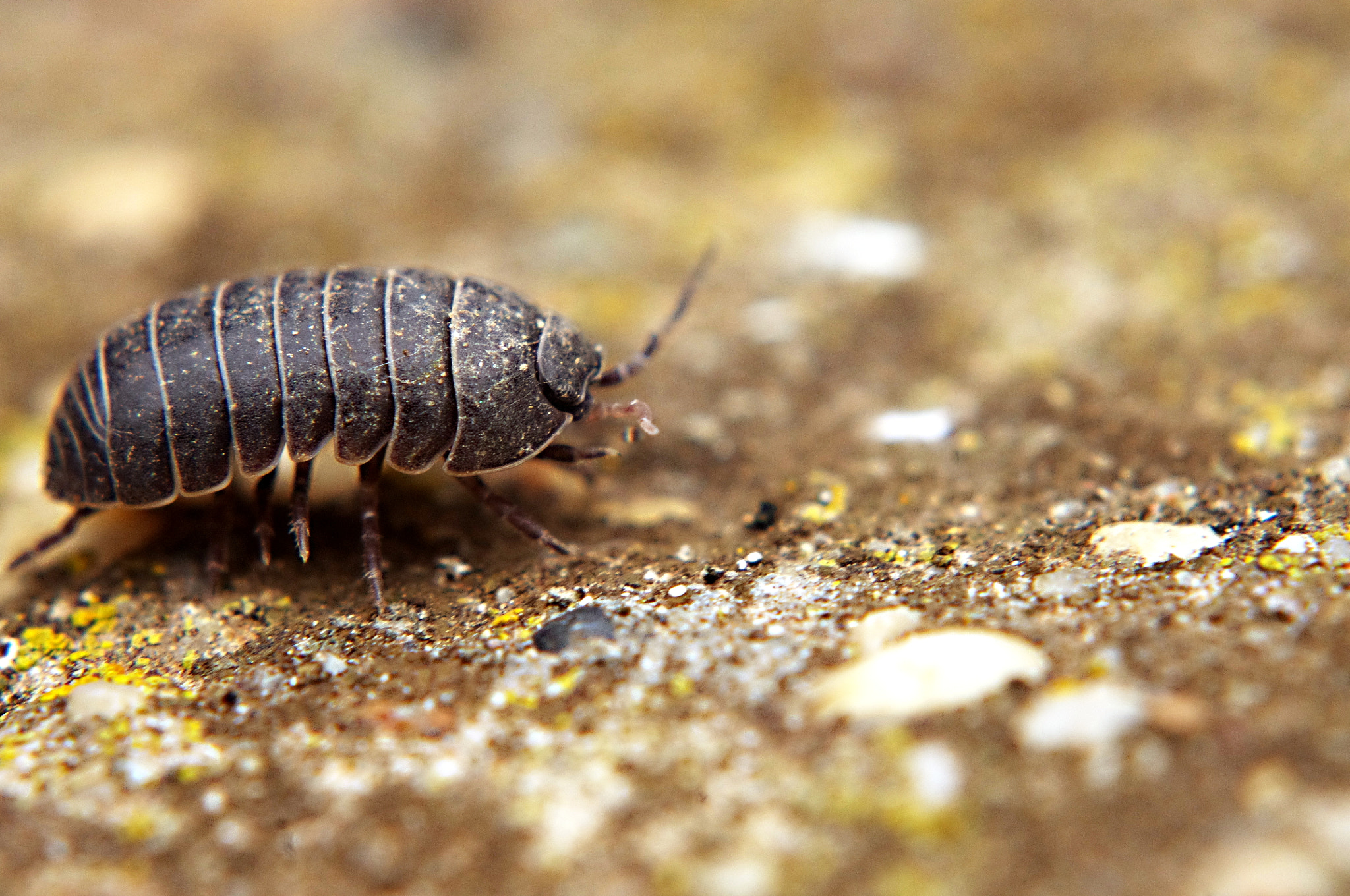 Pentax K-r sample photo. Terrestrial isopod - oniscus asellus photography