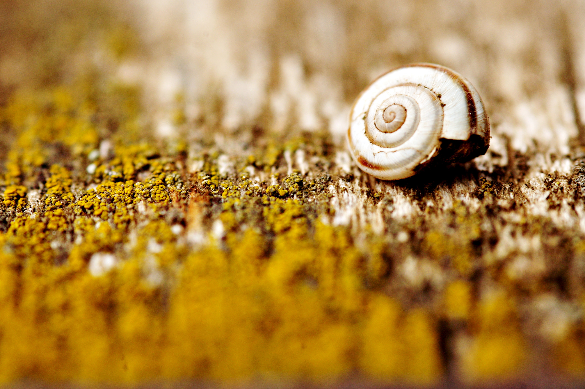 Pentax K-r + Sigma sample photo. Dof study photography