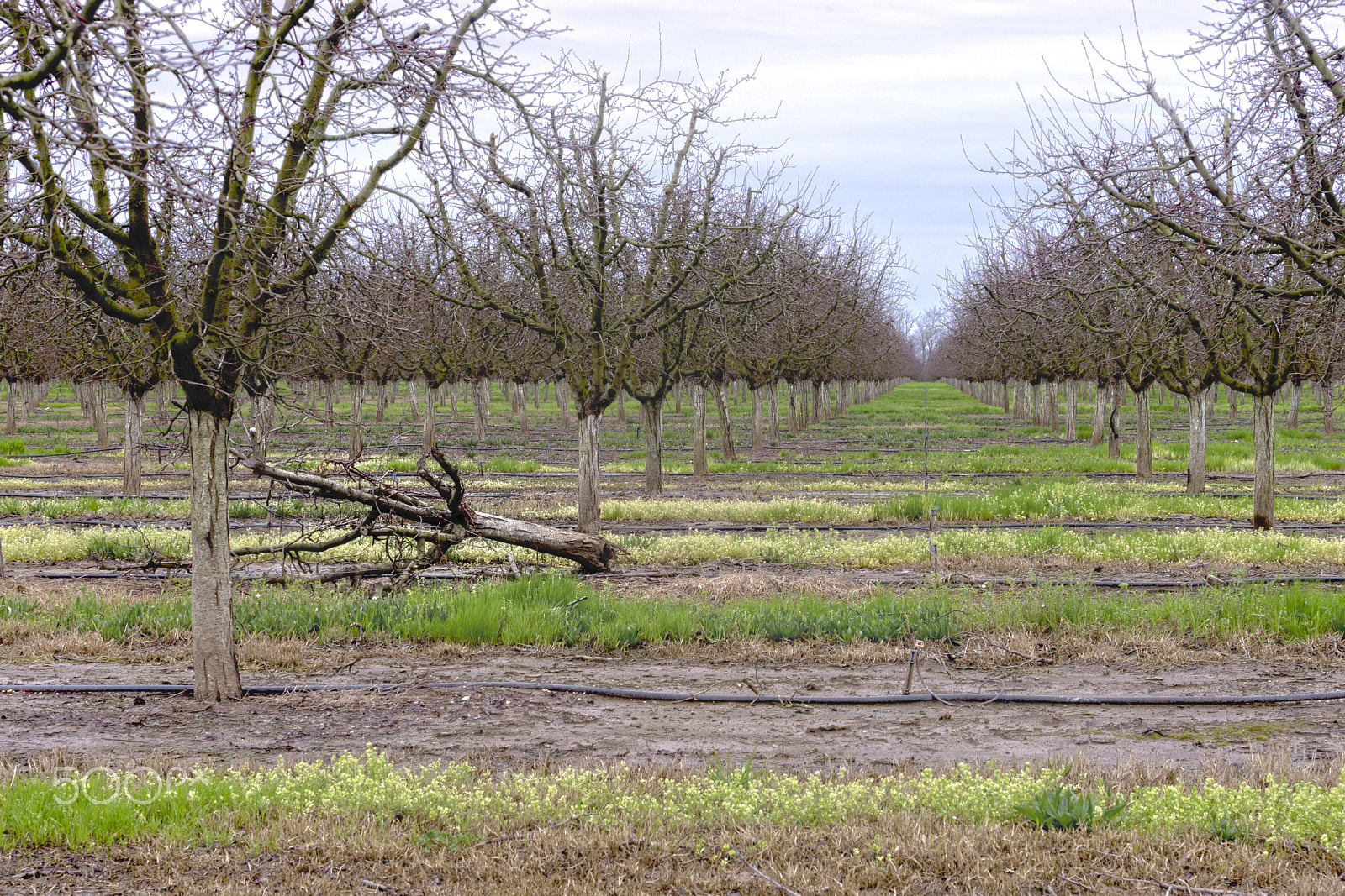 Sony a99 II sample photo. One felled tree photography