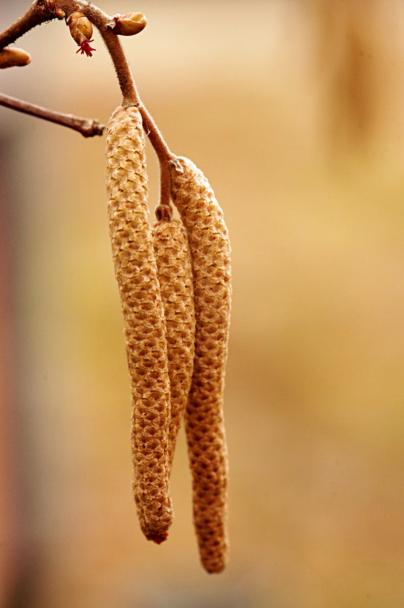 Pentax K-r sample photo. Nut flowers photography