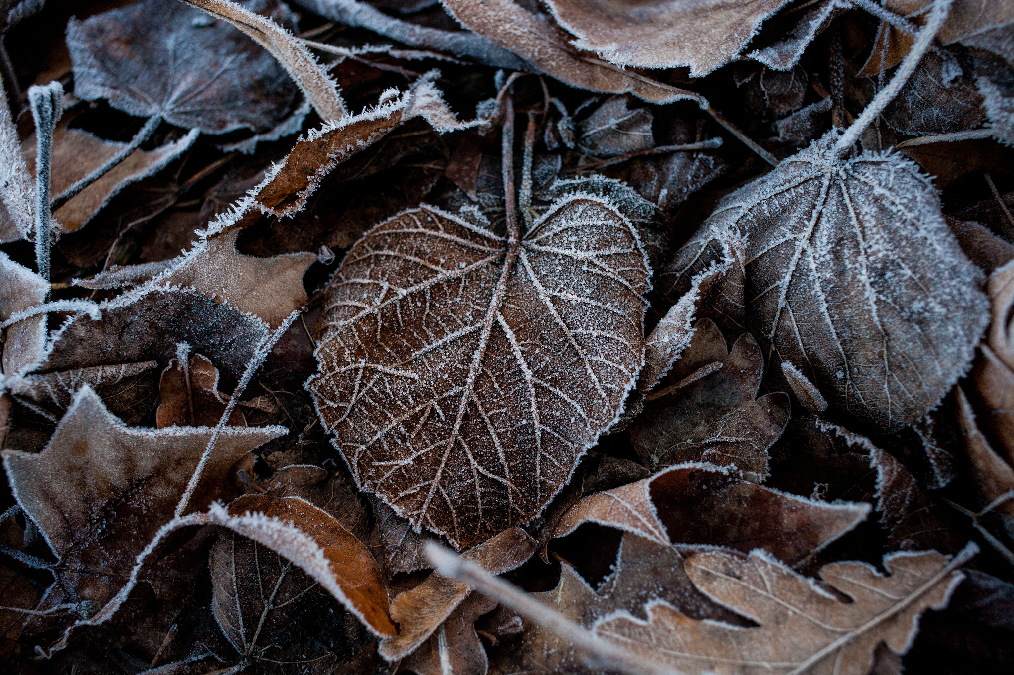 Canon EOS-1Ds Mark II sample photo. Frosted leaf photography