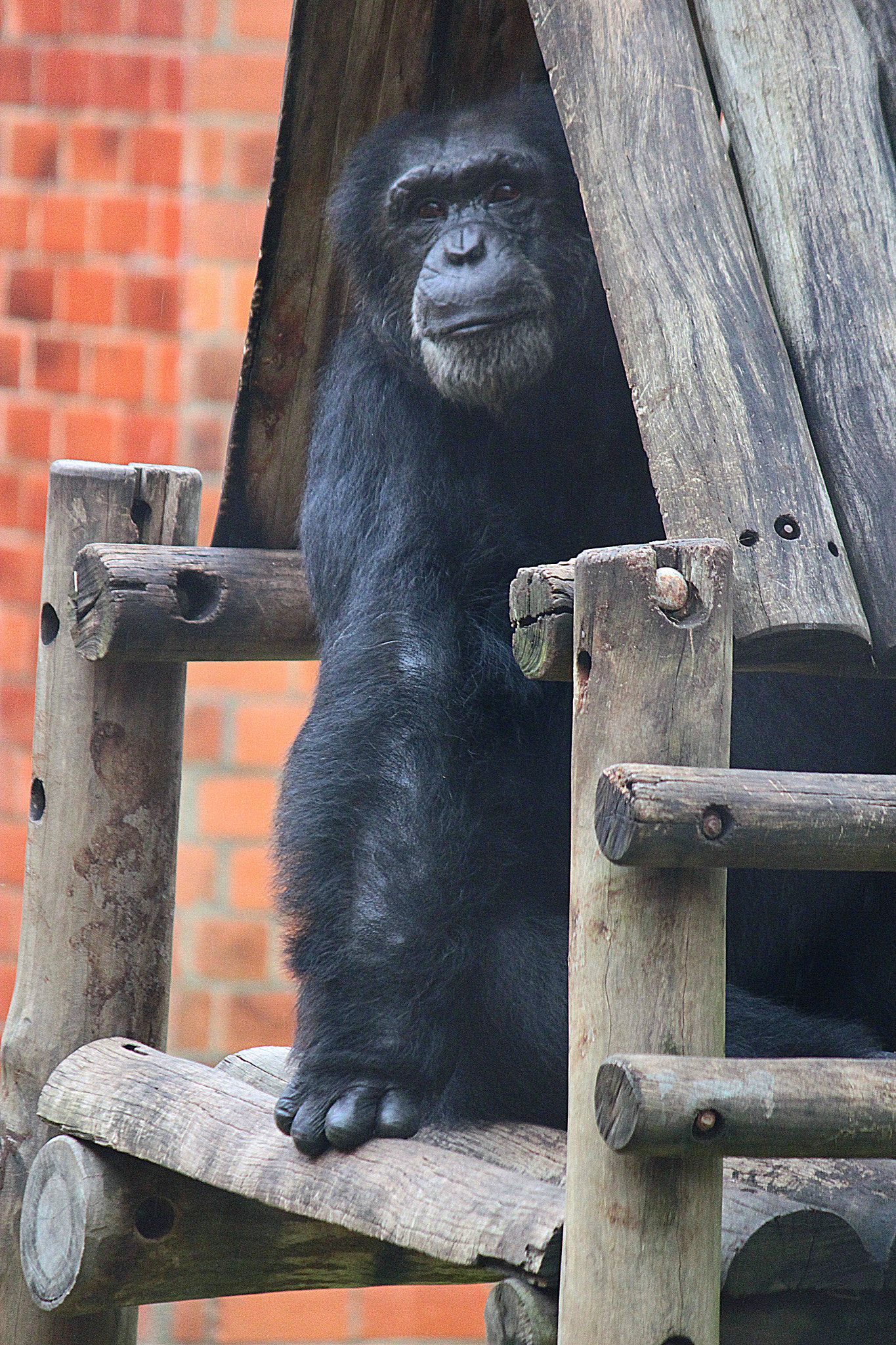 Canon EF-S 55-250mm F4-5.6 IS sample photo. Chimpanzé photography