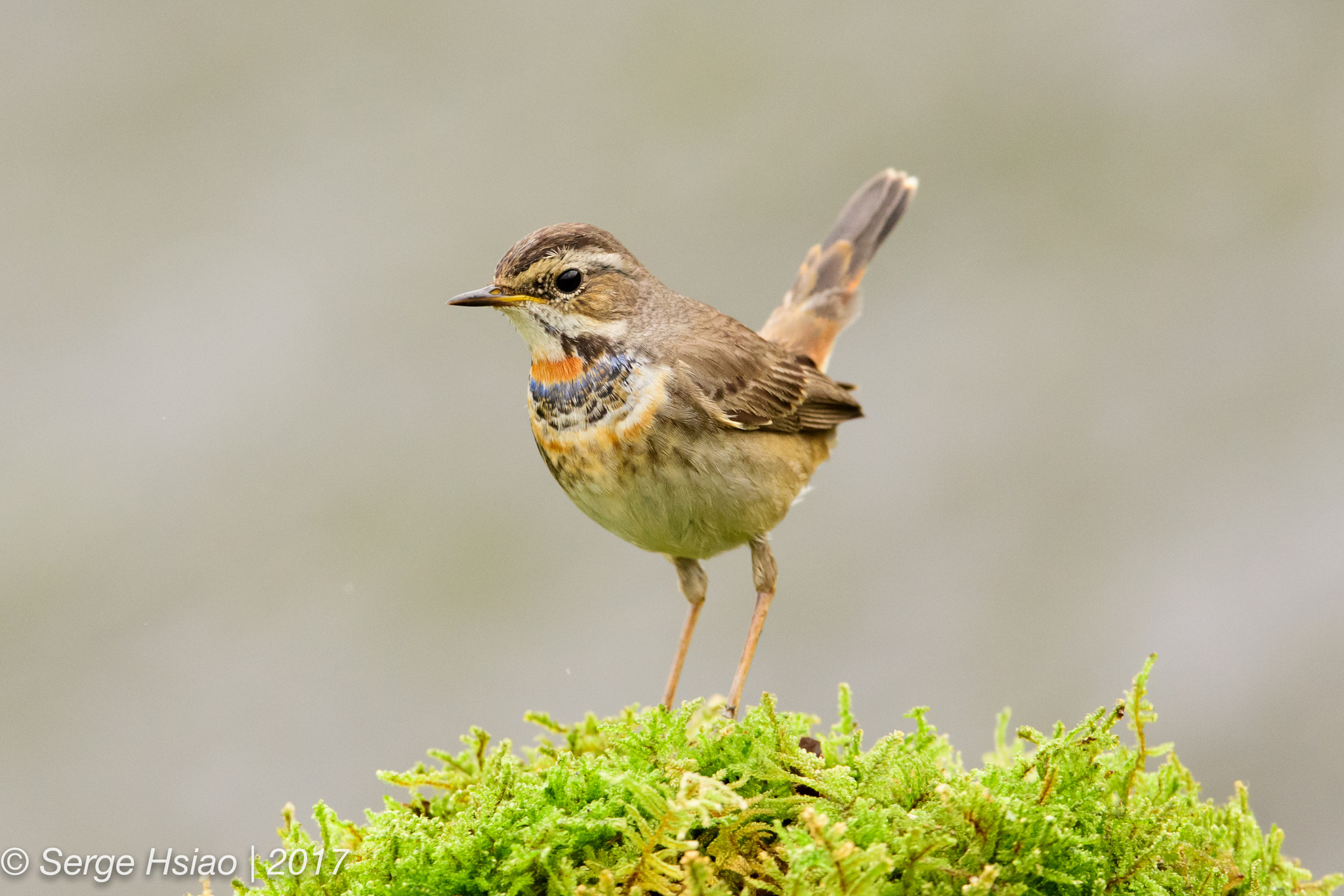 Nikon D5 sample photo. 藍喉歌鴝 / bluethroat photography