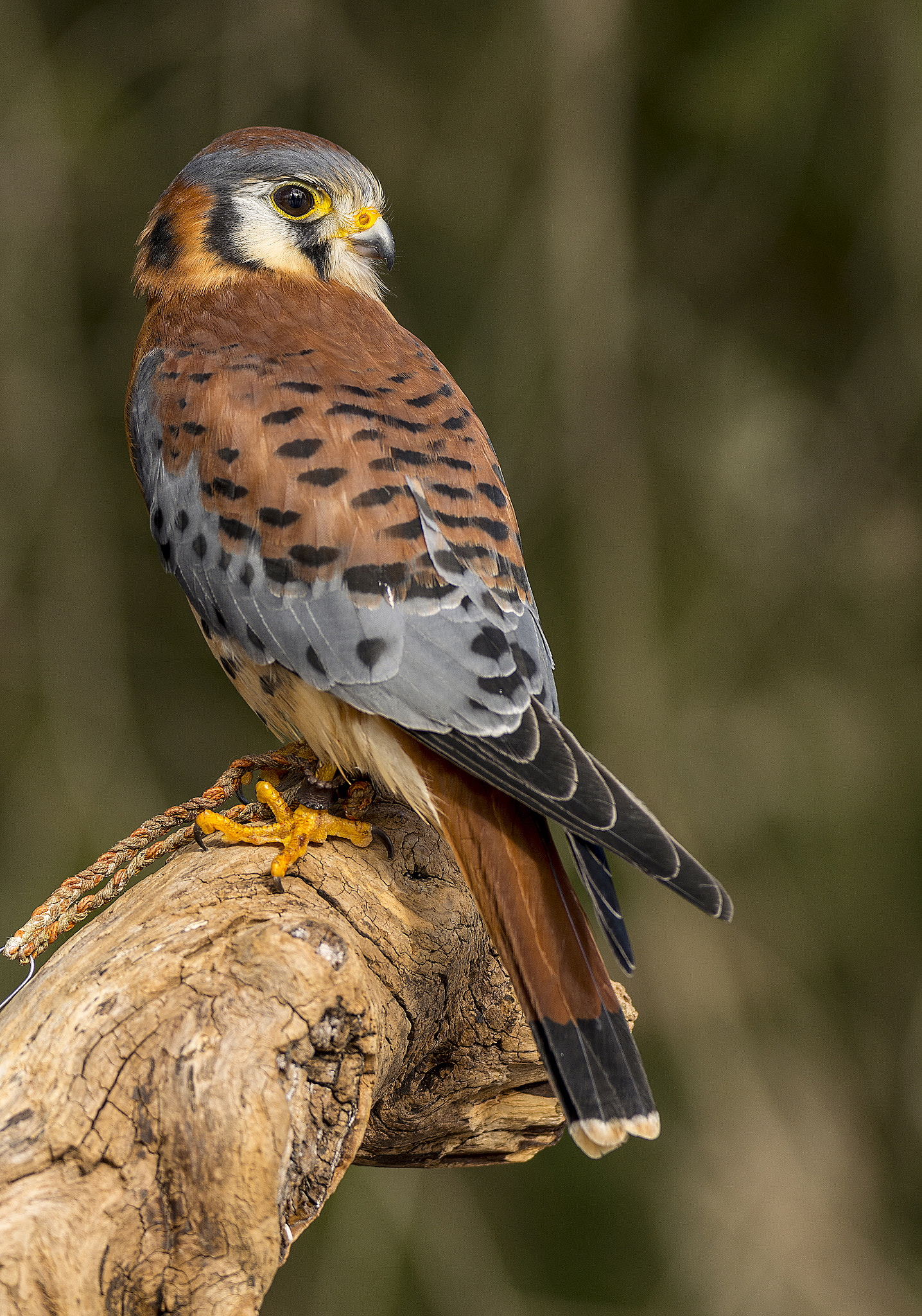 Sigma 150-600mm F5-6.3 DG OS HSM | C sample photo. American kestral photography