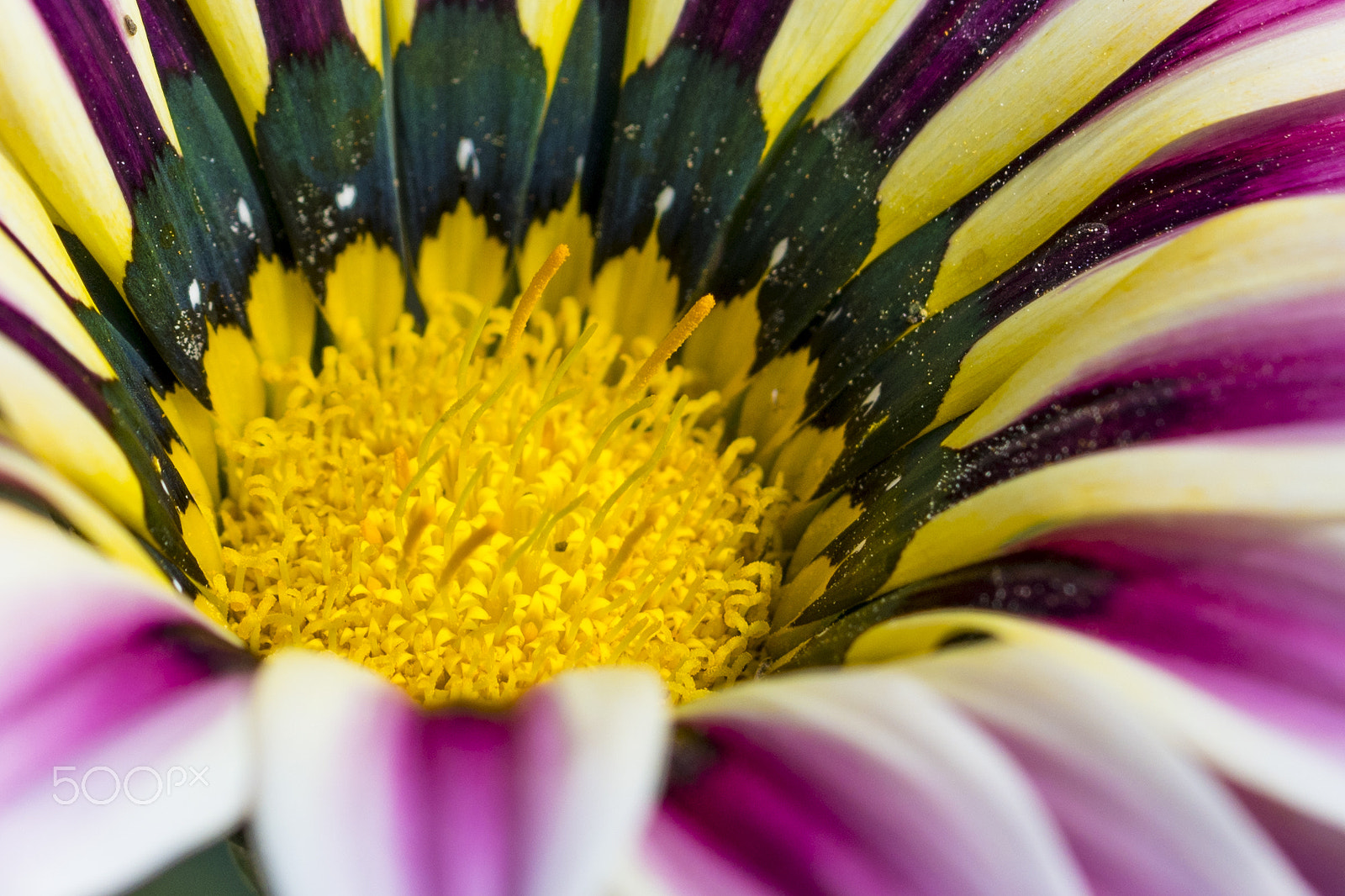 Sony a6500 + Sony FE 90mm F2.8 Macro G OSS sample photo. Gazania flower photography