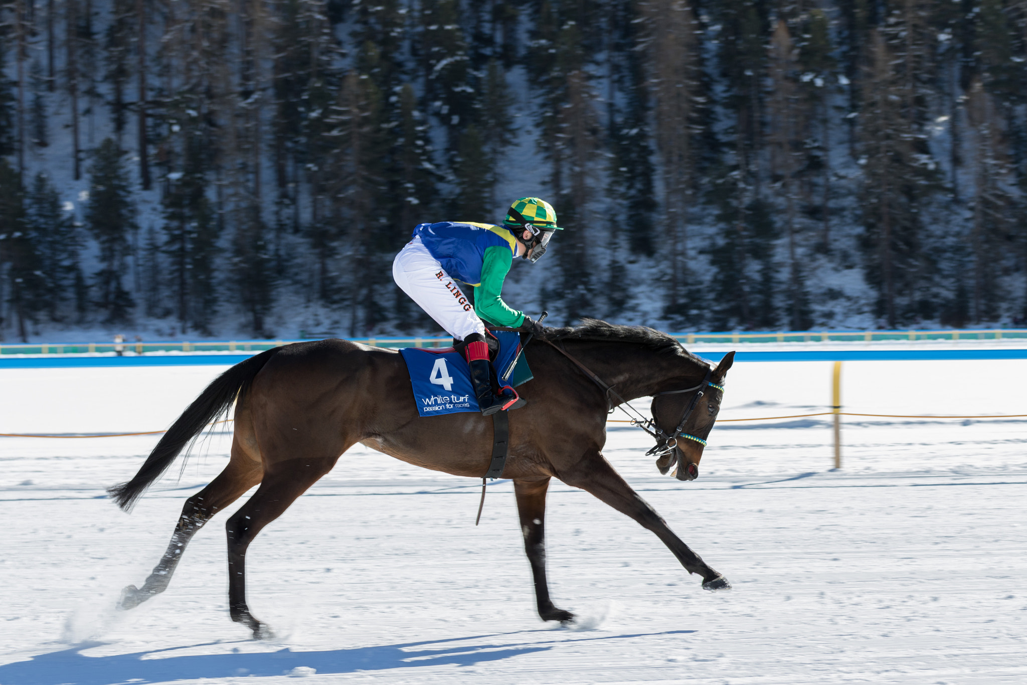 Tamron SP 35mm F1.8 Di VC USD sample photo. Warmup for white turf flat race photography