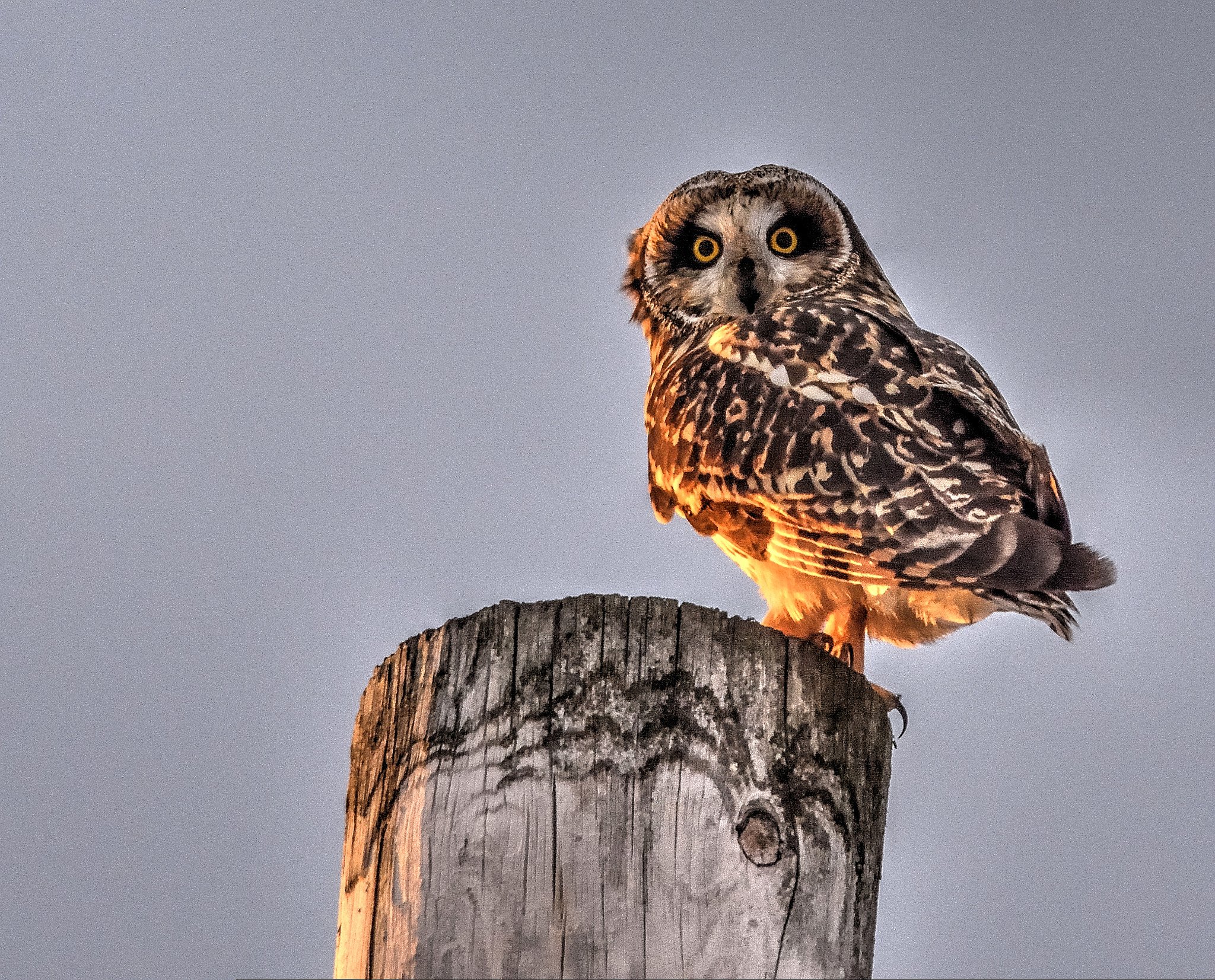 Nikon AF-S Nikkor 300mm F4D ED-IF sample photo. Short eared owl photography