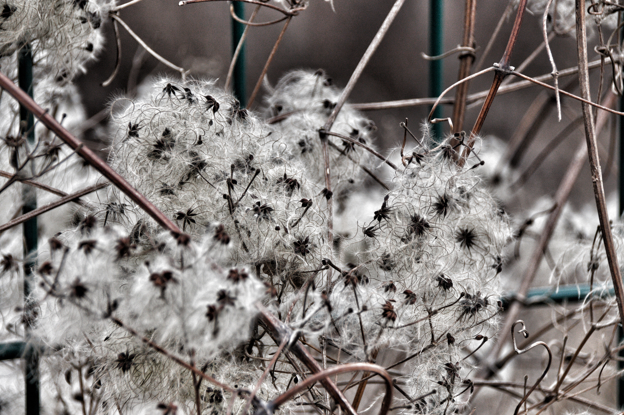 Canon EOS 70D sample photo. Cottonlike plant found in a bush in berlin photography