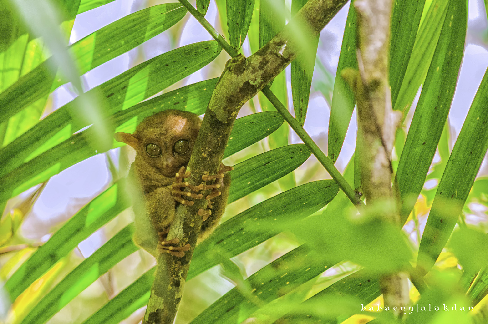 Sigma 70-300mm F4-5.6 APO DG Macro sample photo. Tarsier photography