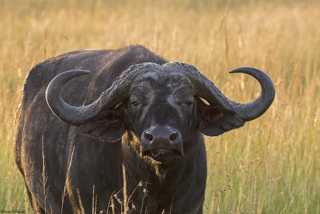 Sony 70-400mm F4-5.6 G SSM II sample photo. The mighty horns photography