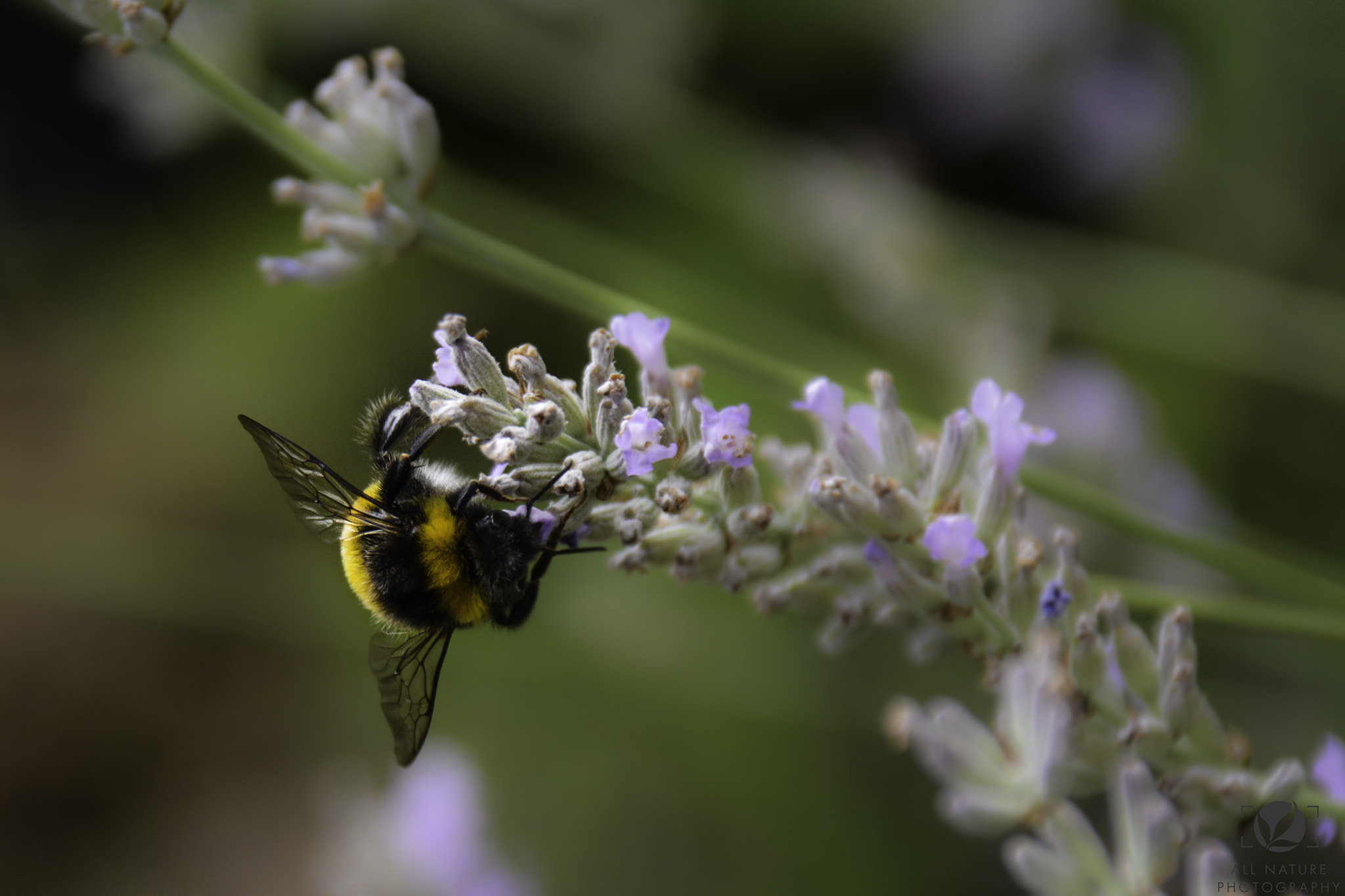 Sigma 18-250mm F3.5-6.3 DC Macro OS HSM sample photo. Humming bee photography