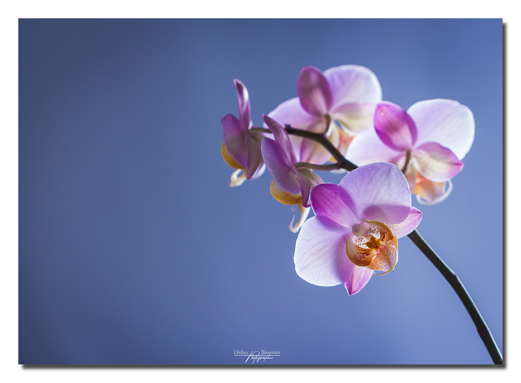 Canon EF 100mm F2.8L Macro IS USM sample photo. Serenity photography