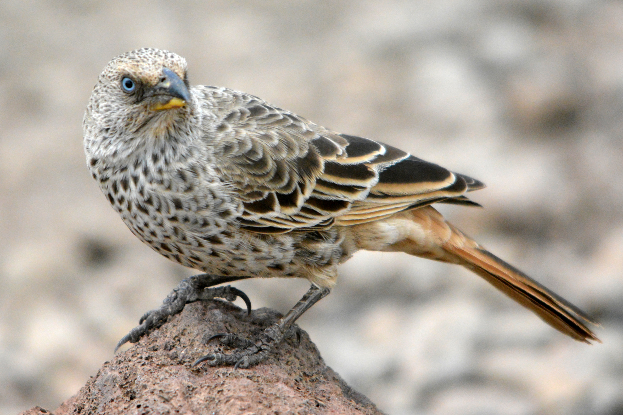 Nikon D5200 sample photo. Rufous-tailed weaver, sawannik photography