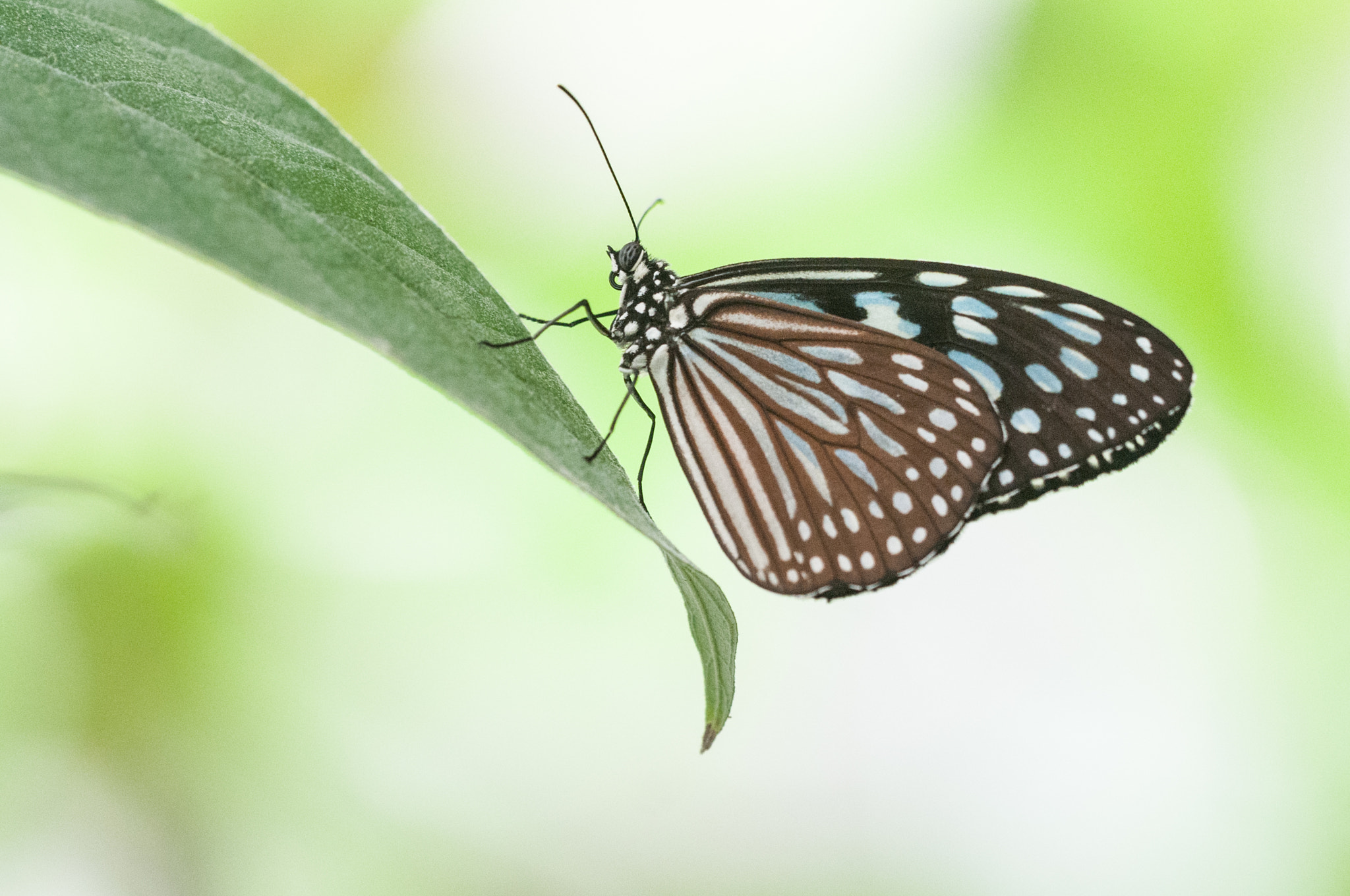 Nikon D300S sample photo. Tirumala septentrionis butterfly photography
