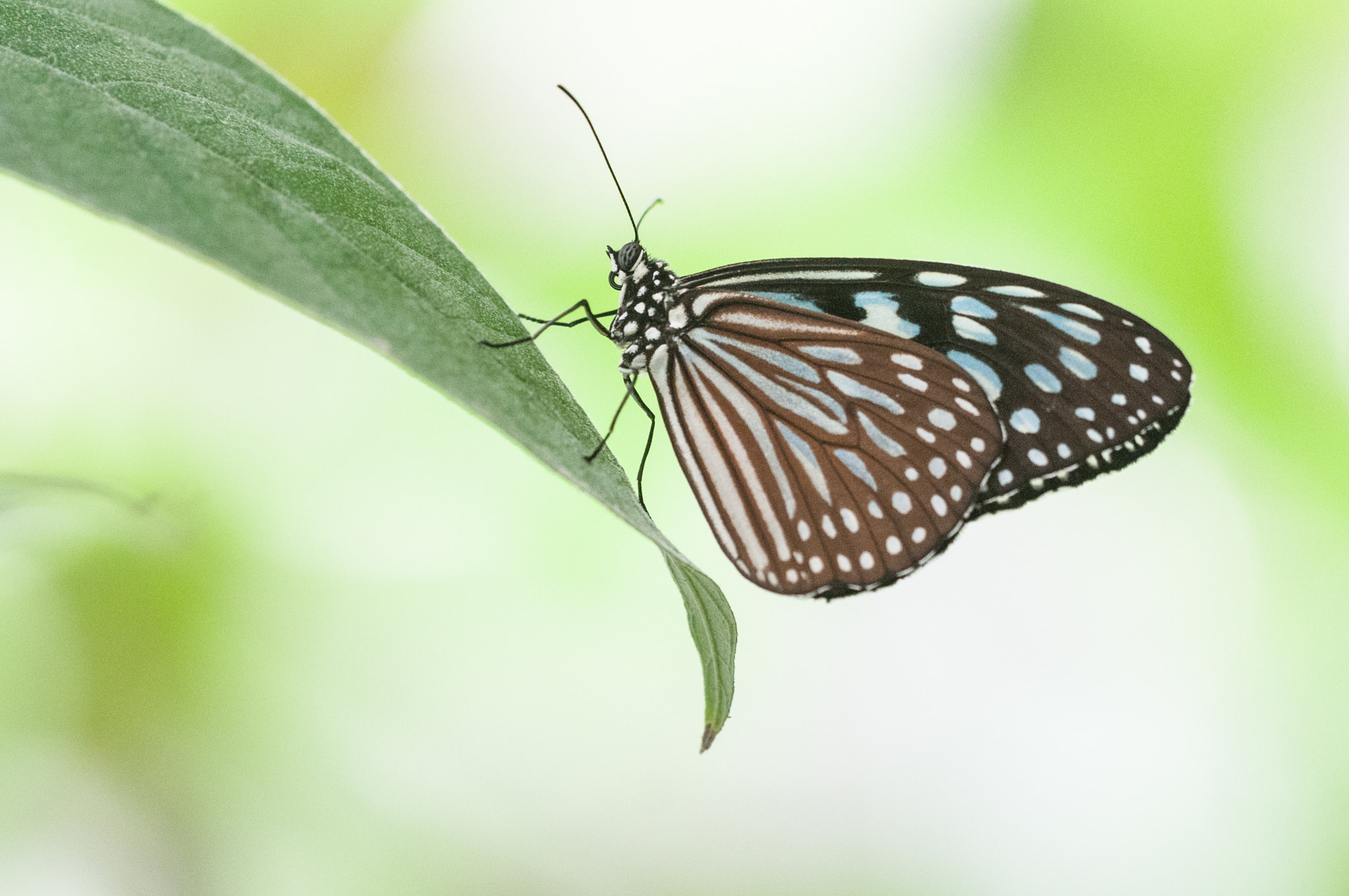 Sigma 150mm F2.8 EX DG OS Macro HSM sample photo. Tirumala septentrionis butterfly photography