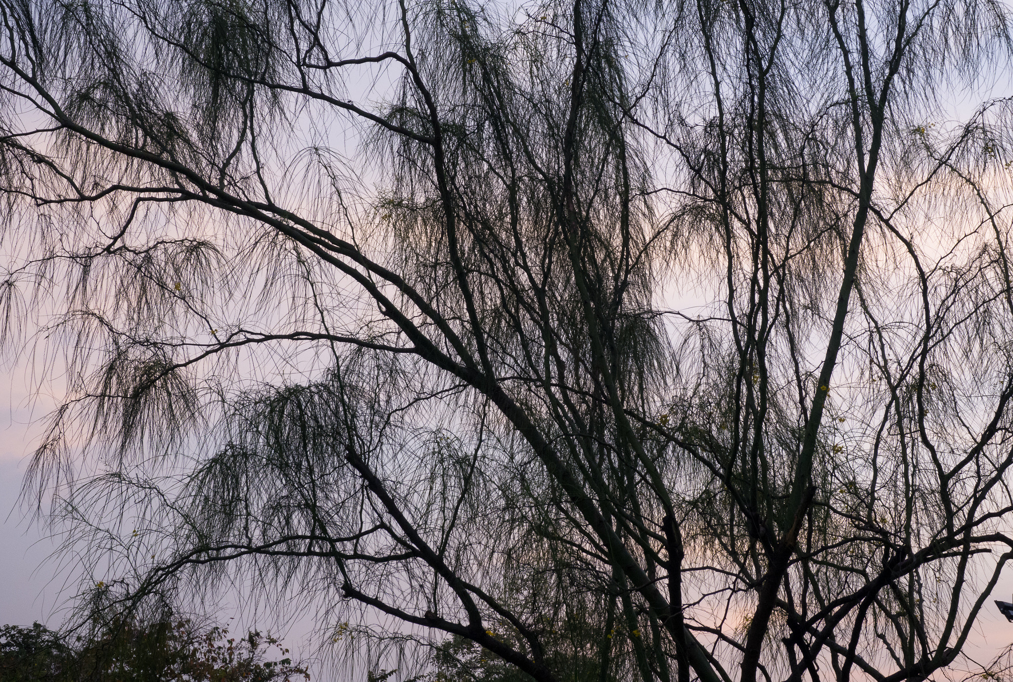 Olympus OM-D E-M10 II sample photo. Silhouette of tree branches during sunset photography