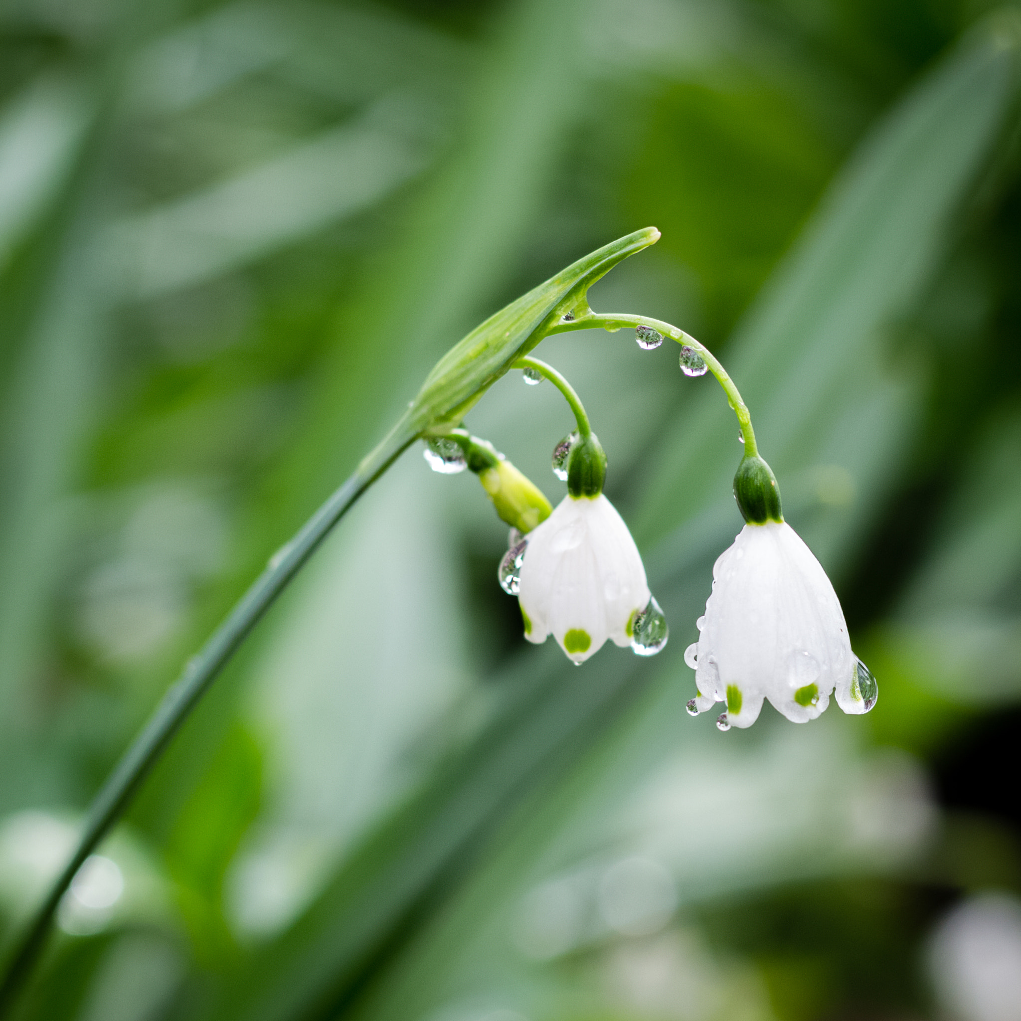 Canon EOS 100D (EOS Rebel SL1 / EOS Kiss X7) sample photo. Raindrops keep falling on my head photography