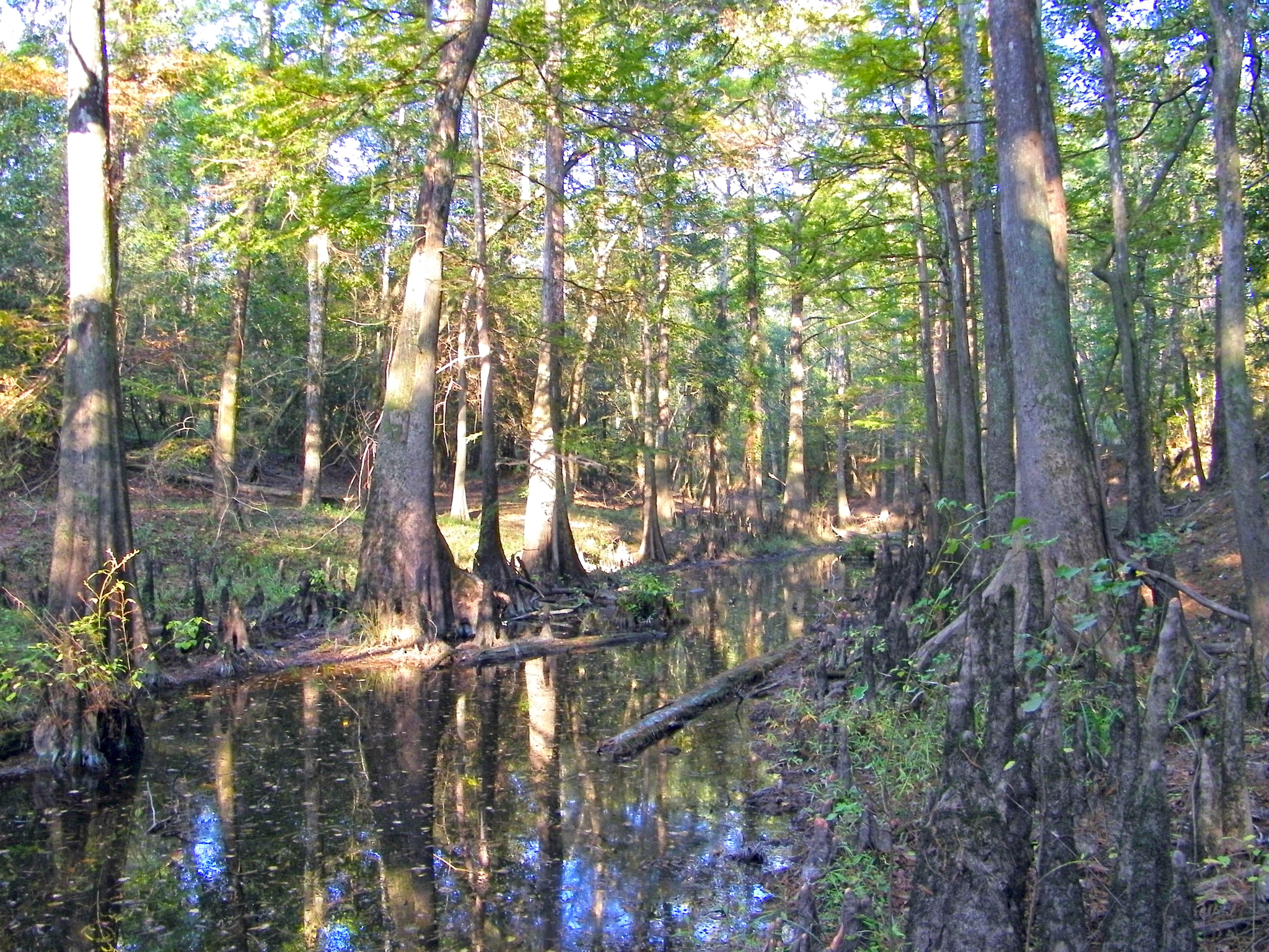 Kodak EASYSHARE Z1015 IS DIGITAL CAMERA sample photo. Big thicket photography