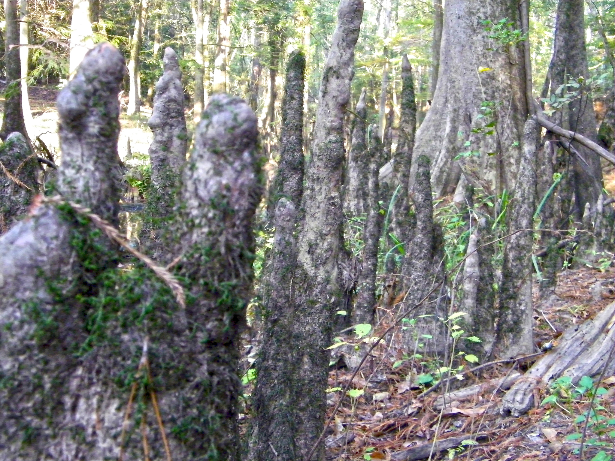 Kodak EASYSHARE Z1015 IS DIGITAL CAMERA sample photo. Big thicket photography