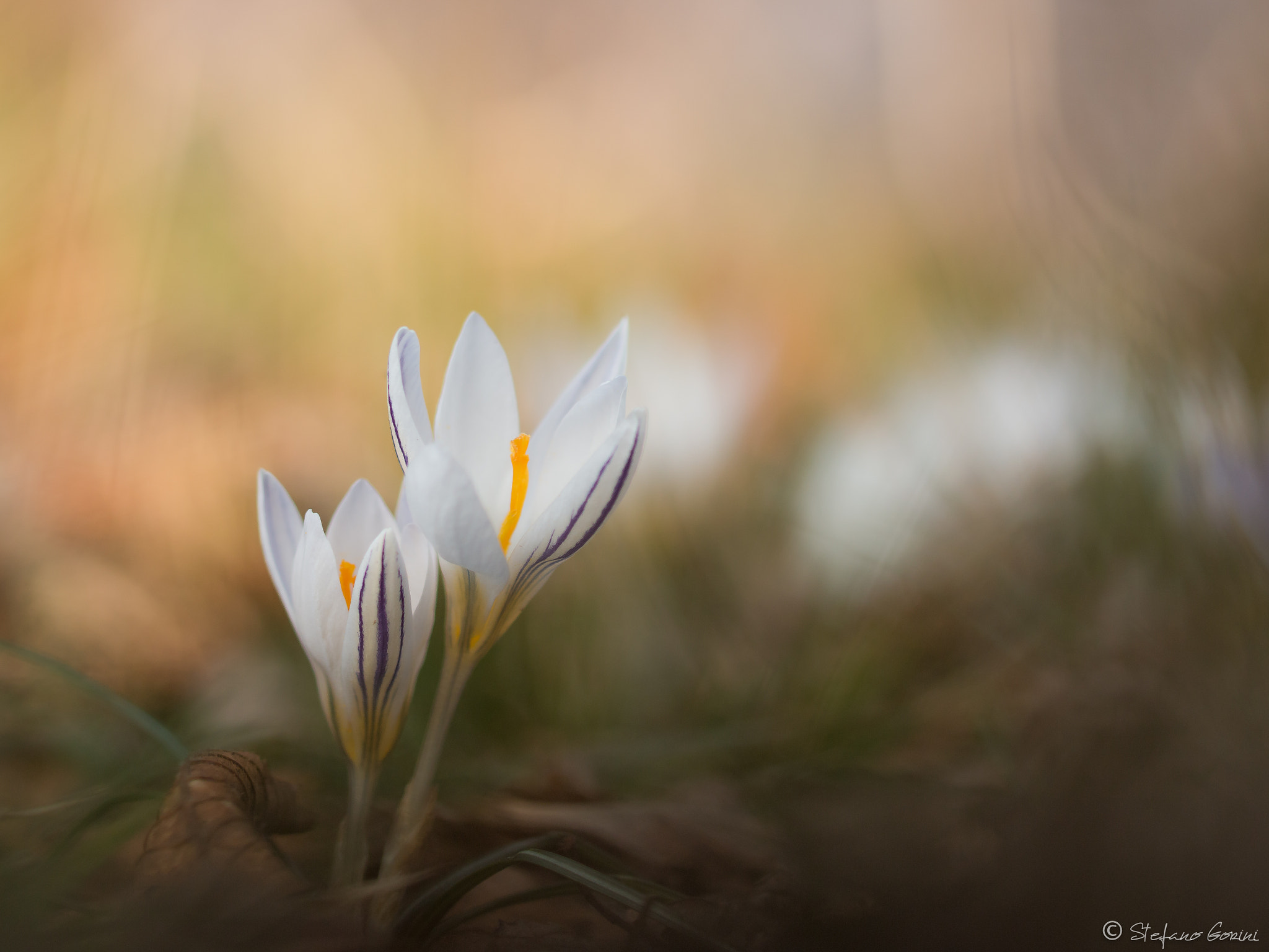 Sigma 105mm F2.8 EX DG OS HSM sample photo. Il risveglio dei crochi photography