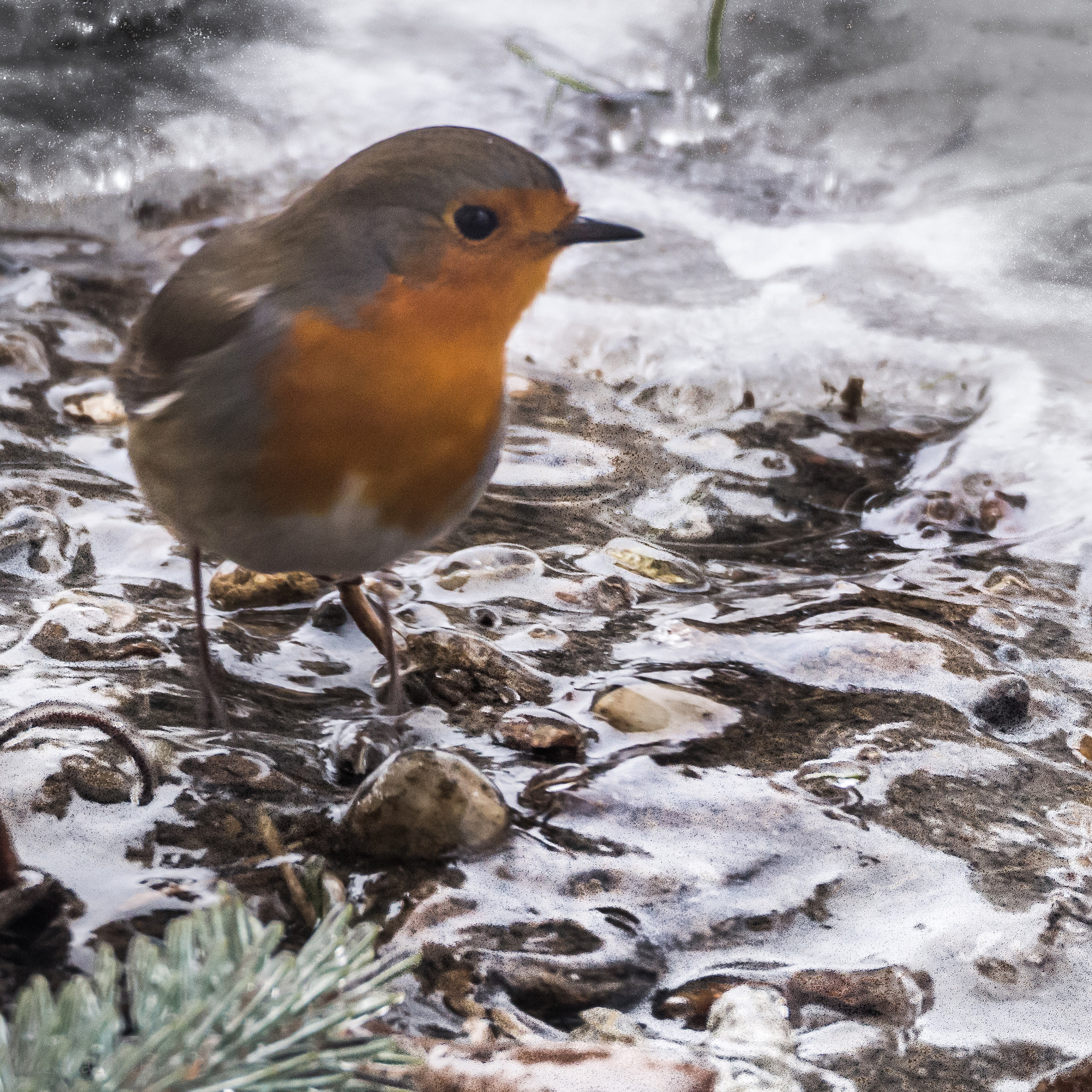 Olympus OM-D E-M10 II sample photo. Robin after ice rain photography