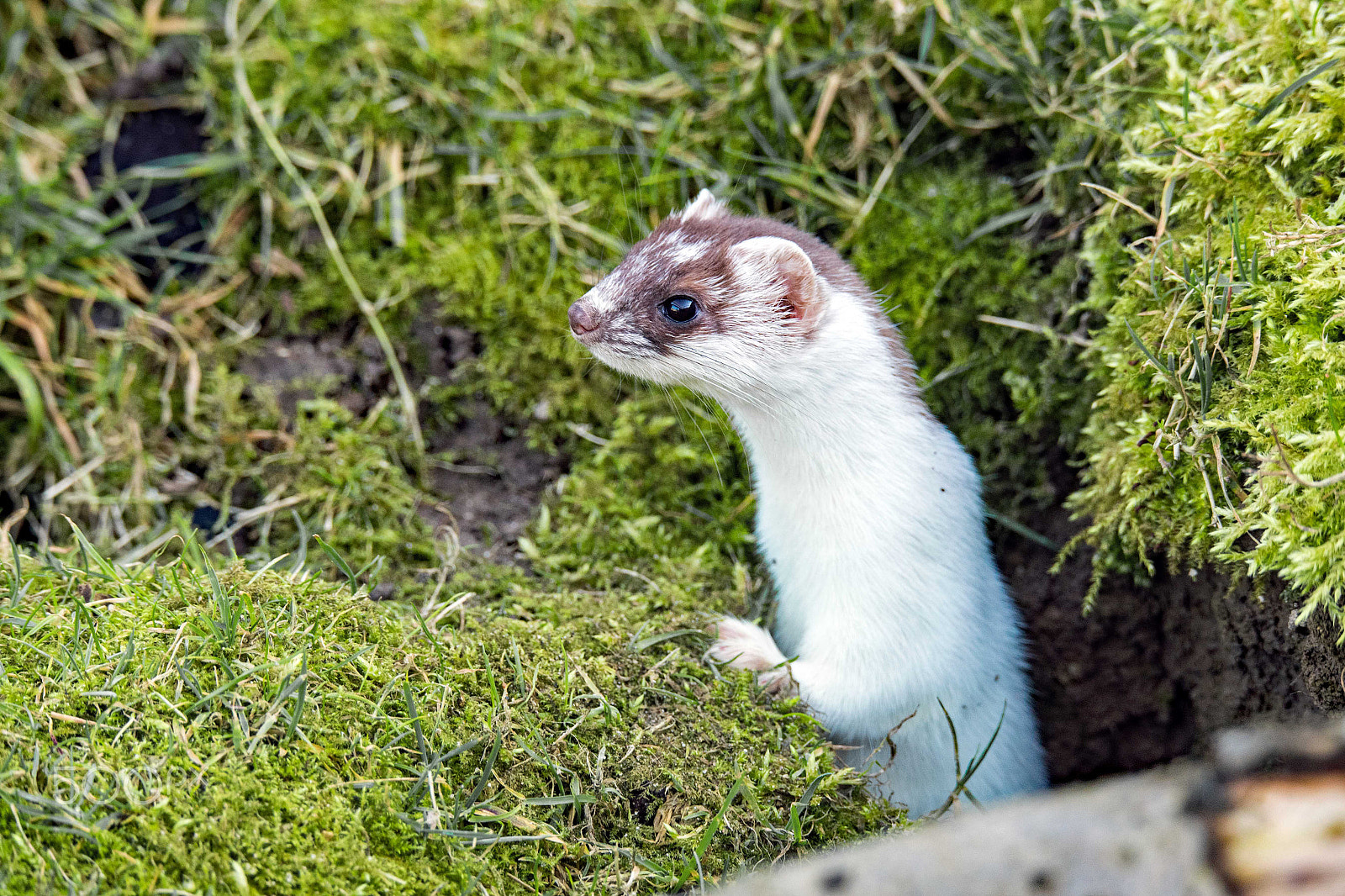 Nikon D750 + Sigma 150-600mm F5-6.3 DG OS HSM | S sample photo. Stoat in ermine photography