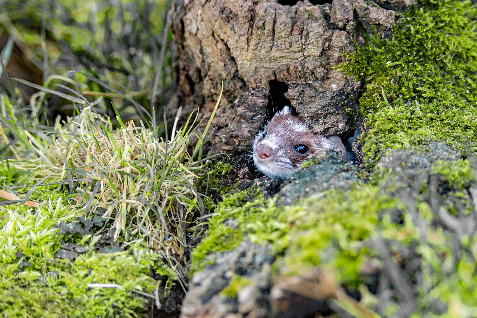 Sigma 150-600mm F5-6.3 DG OS HSM | S sample photo. Peek a boo photography
