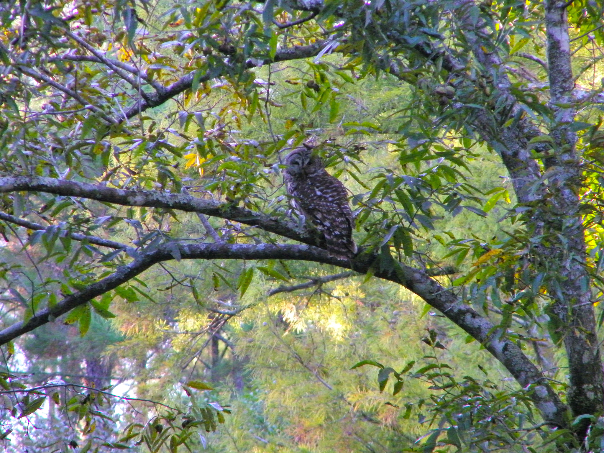 Kodak EASYSHARE Z1015 IS DIGITAL CAMERA sample photo. Big thicket photography