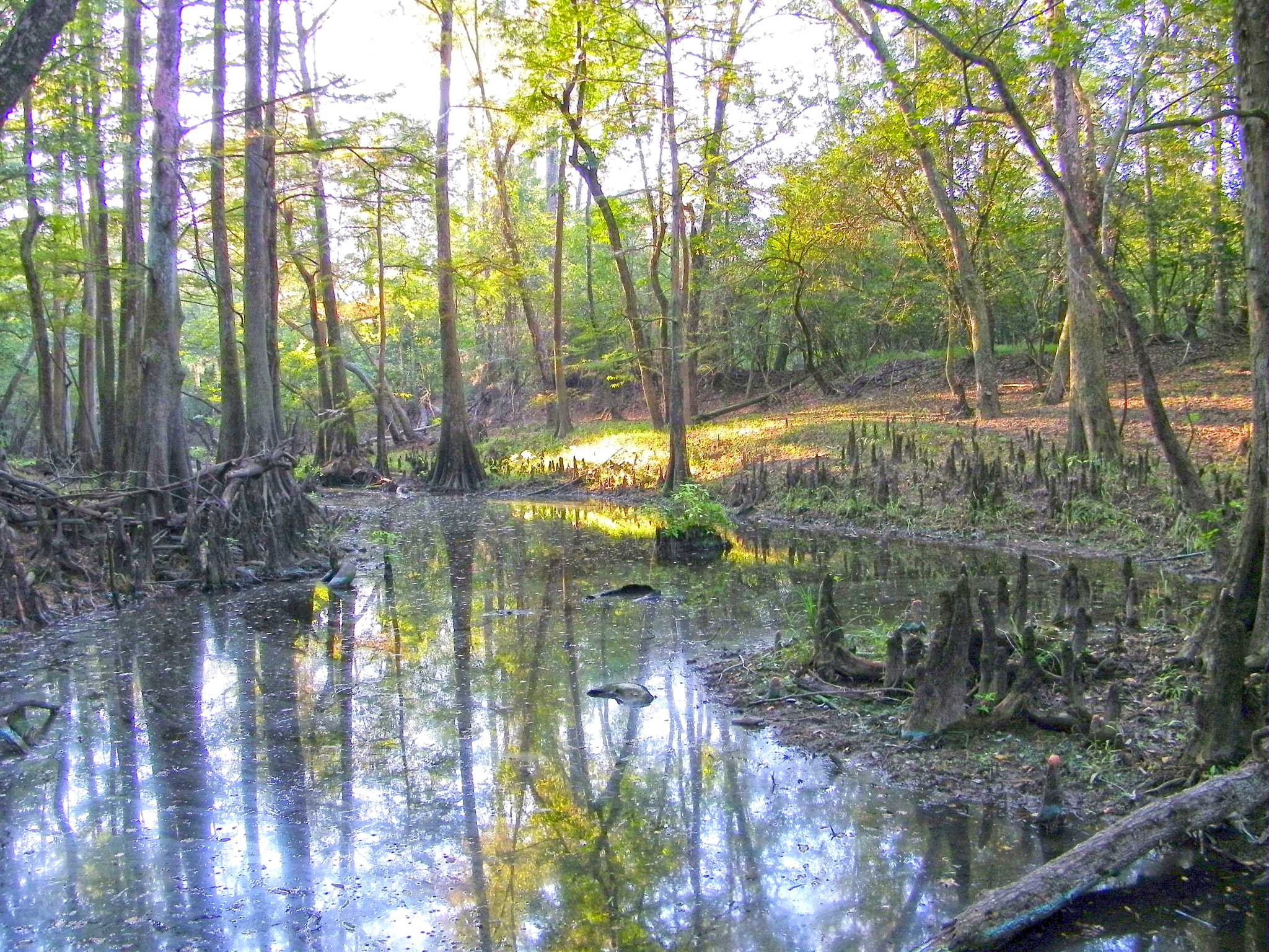 Kodak EASYSHARE Z1015 IS DIGITAL CAMERA sample photo. Big thicket photography