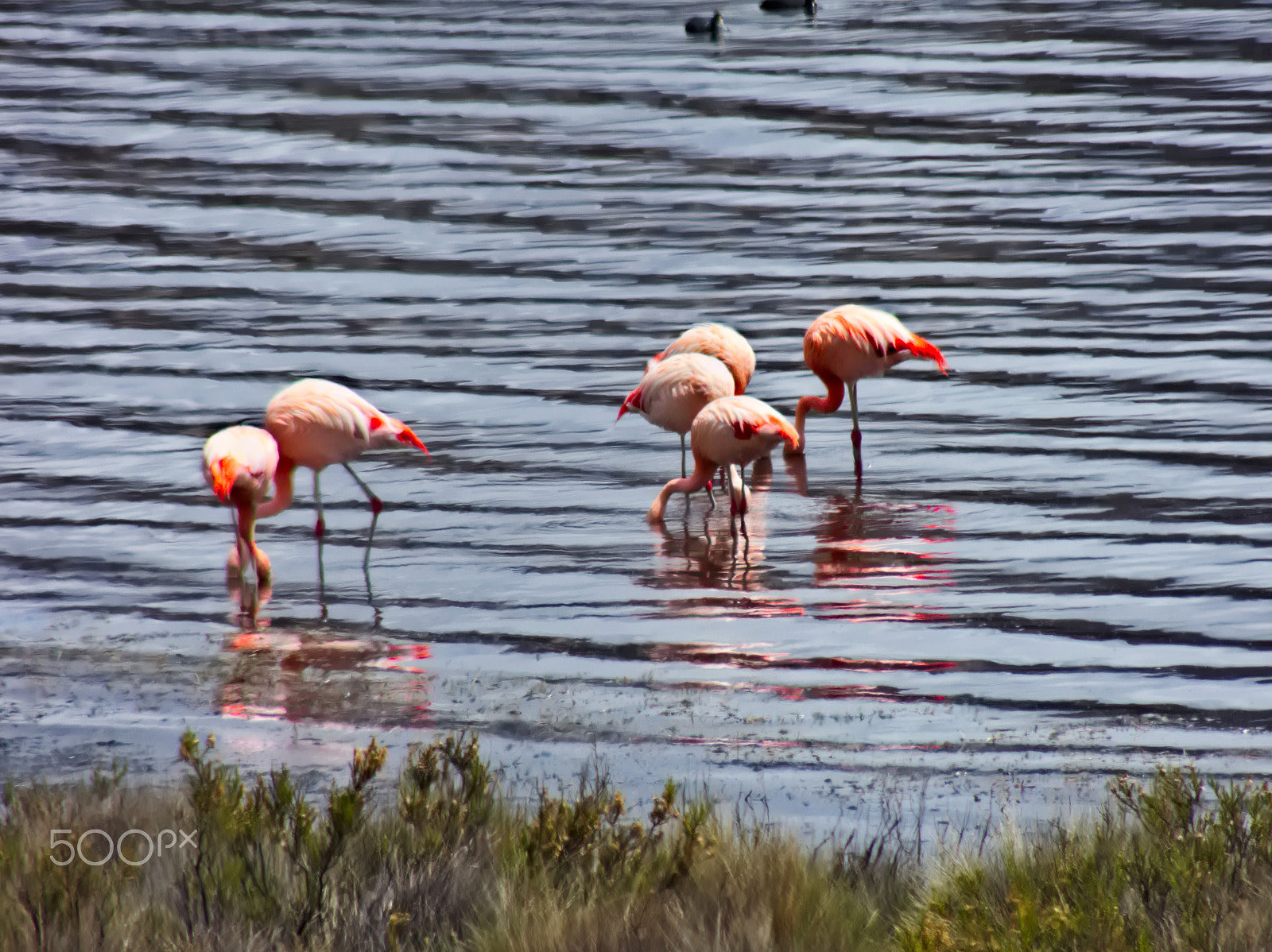 Kodak EasyShare Z990 (EasyShare Max) sample photo. Chilean flamingo [lago chungará, chile] photography