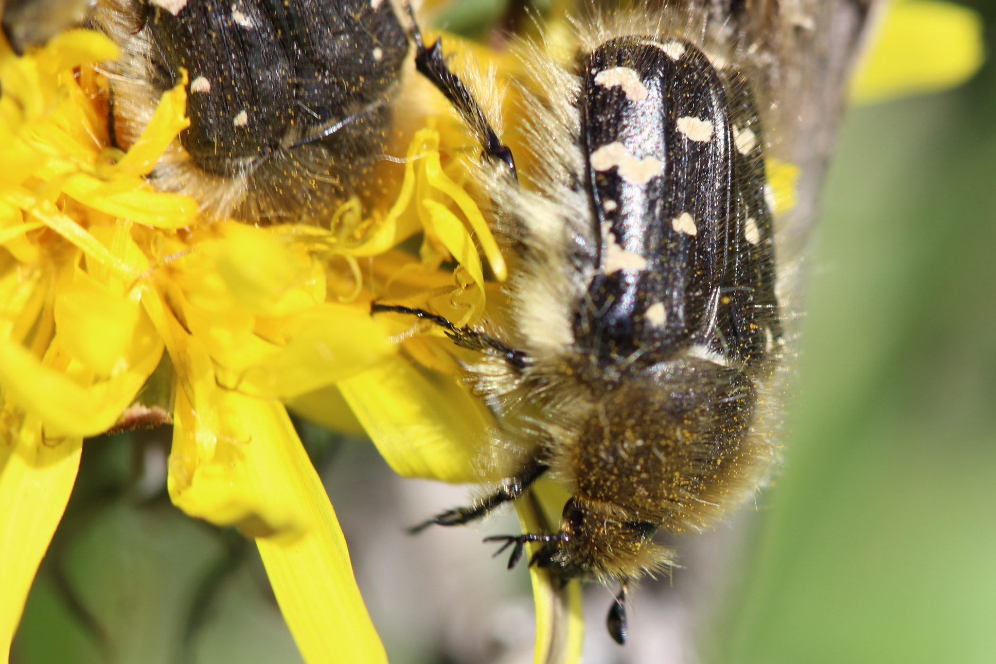Canon EF 100mm F2.8 Macro USM sample photo. Together photography