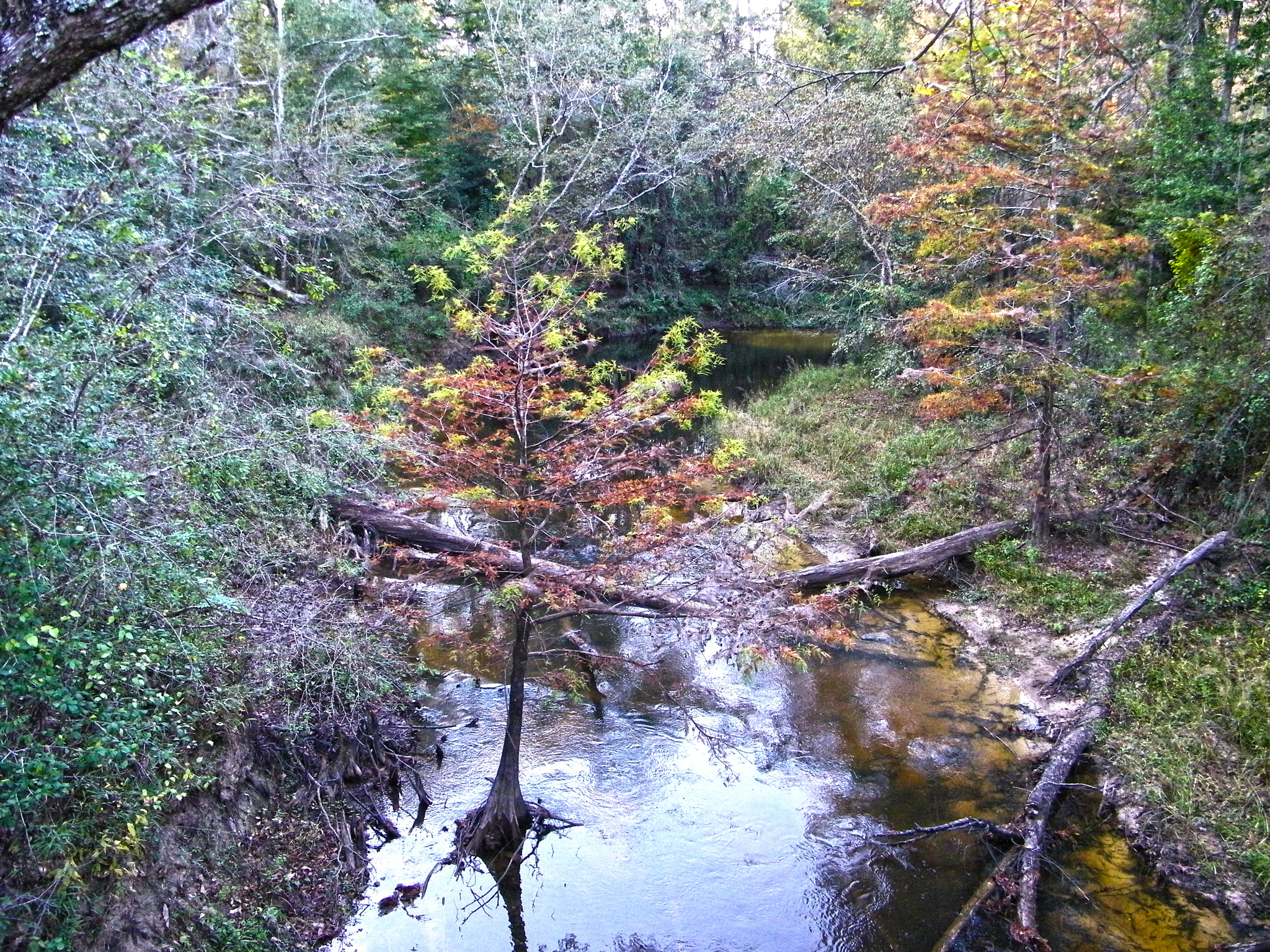 Kodak EASYSHARE Z1015 IS DIGITAL CAMERA sample photo. Big thicket photography