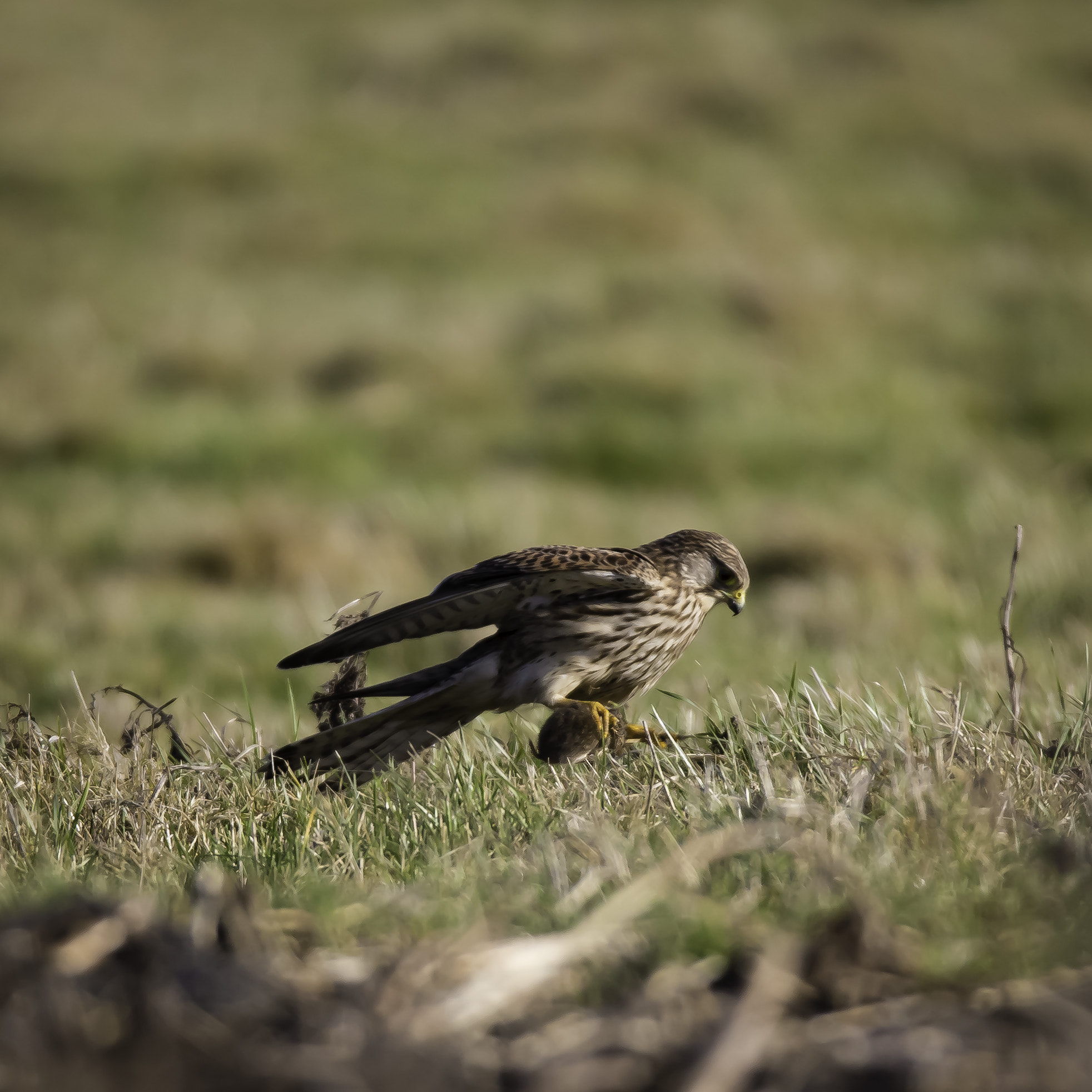150-600mm F5-6.3 DG OS HSM | Sports 014 sample photo. Torenvalk met muis photography