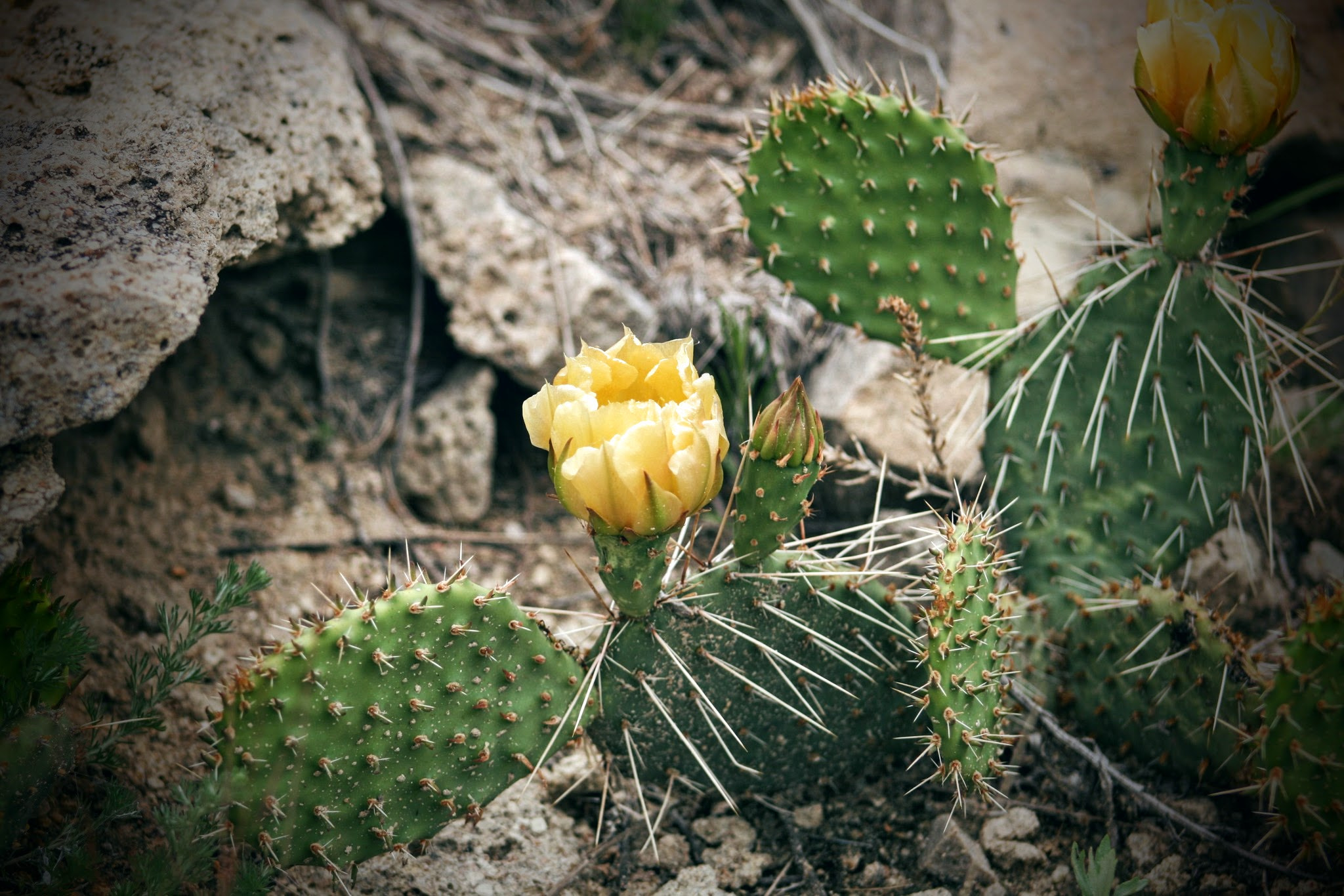Canon EOS 400D (EOS Digital Rebel XTi / EOS Kiss Digital X) sample photo. Yellow mountain flower photography