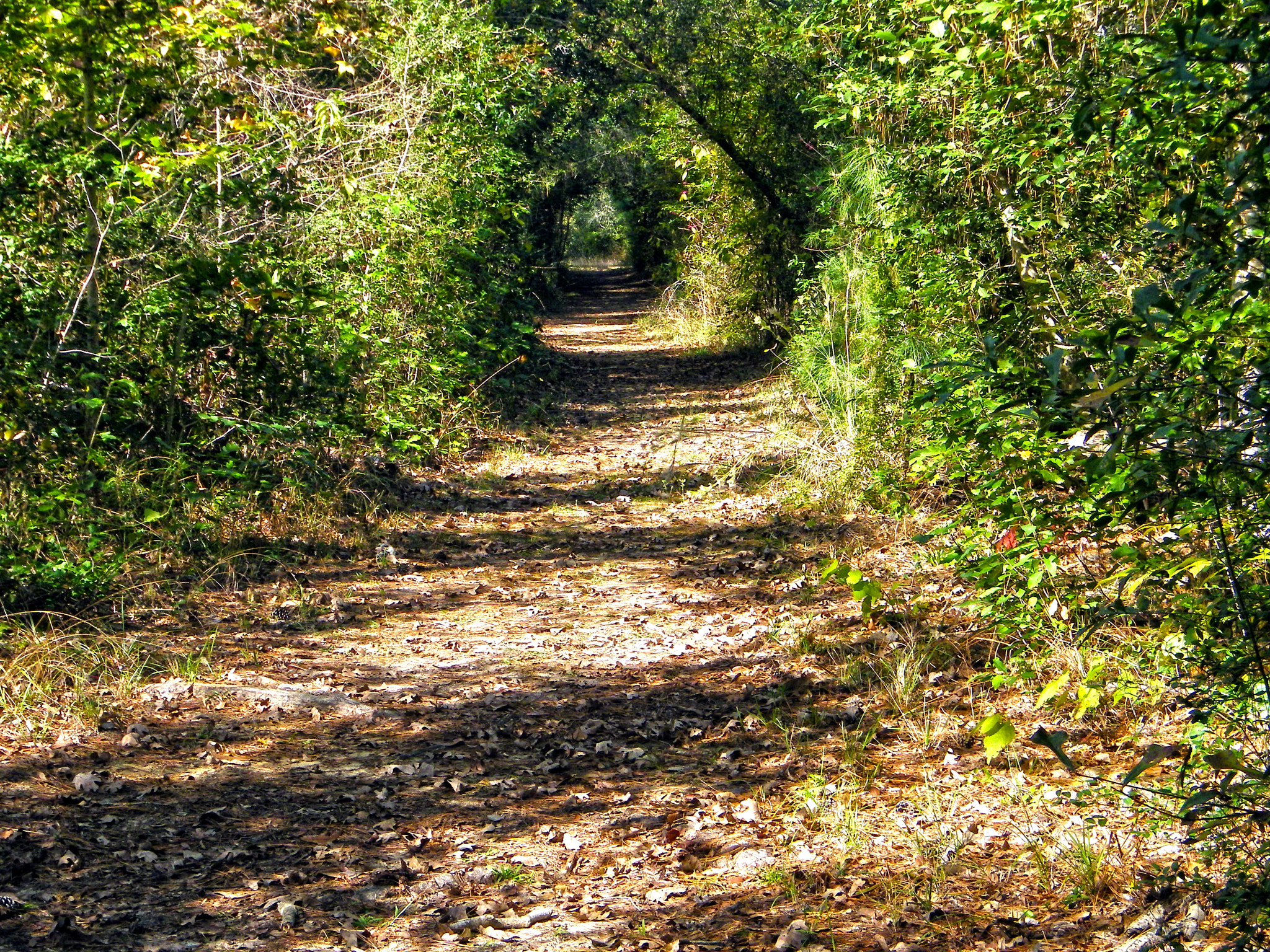 Kodak EASYSHARE Z1015 IS DIGITAL CAMERA sample photo. Big thicket photography